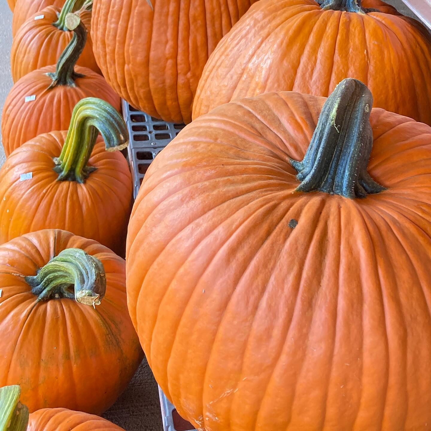 Masterpieces in the making! Calling all pumpkin painters, pumpkin carvers, all the ghouls (see what I did there?) and boys who love Halloween…our face pumpkin shelves have been restocked!! Stop in and find your perfect pumpkin!
#roundtreefarmgreenhouse #pumpkin #pumpkincarving #pumpkinpainting #halloween #falldecor
