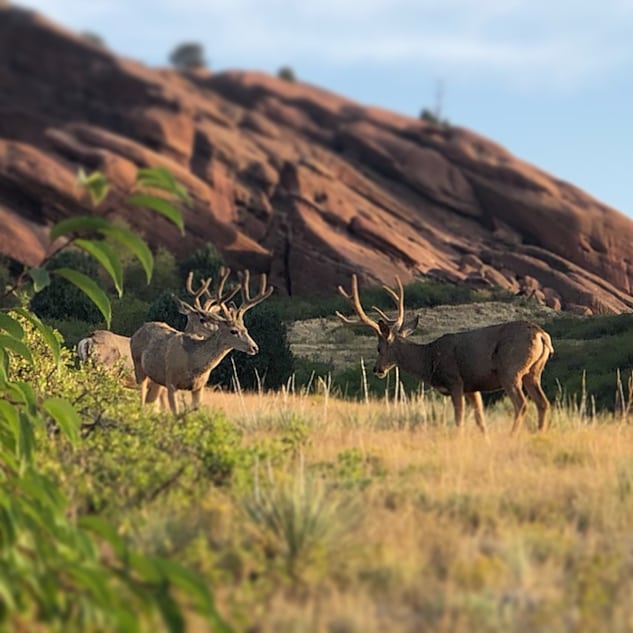 You shall not pass. 👀😆🦌🦌
.
.
.
.
.
.
.
#RedRocksHikes #AirbnbExperience #AirbnbExperiences #RedRocksCO #ColoradoHiking #ColoradoLife #VisitColorado #RedRocksHiking #Colorado #Hiking #Airbnb #Denver