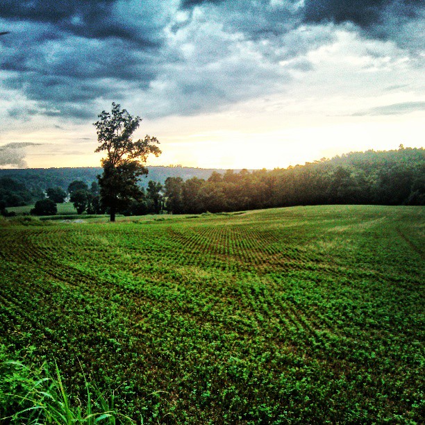 One of the fields on our family farm in south Carolina.