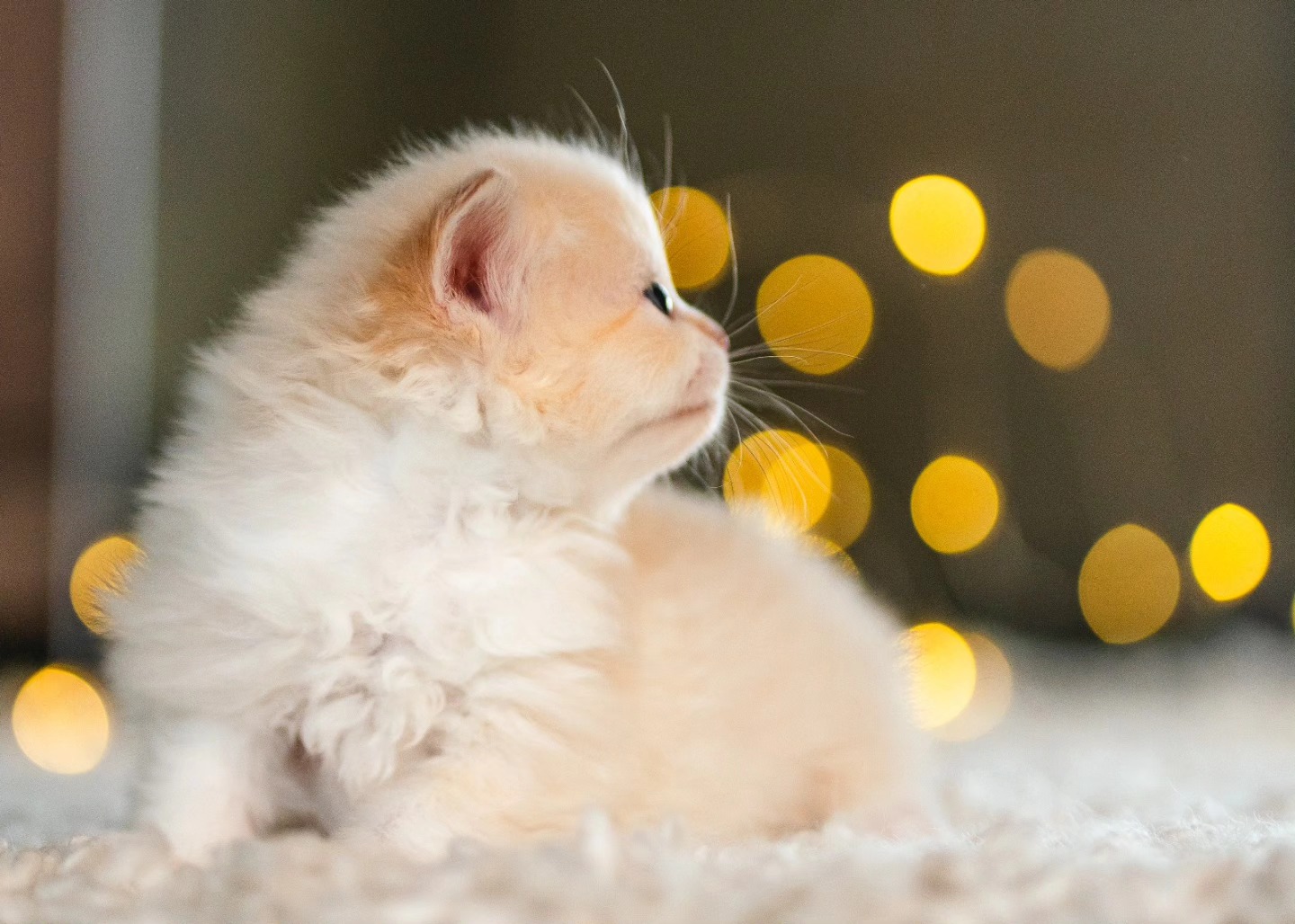Are you ready for these adorable fluffs??