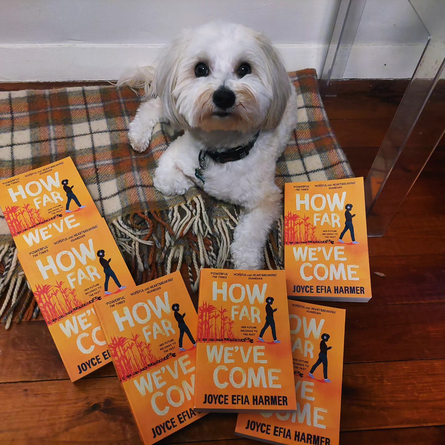 "What's that you say, Shelby?"
"Woof"
"It's paperback publication day?"
"Woof! Woof!"
"And copies now available at the very respectable and reasonable price of £8.99 at all good book shops and online?"
"Woof!"
"Link in the bio?"
"Woof! Woof! Woof!'
"Love you too, my sweet"
#howfarwevecome
#simonandschuster
#paperbackrelease
#paperback
#yabooks
#branfordboaseaward
#timeschildrensbookoftheweek
#irishtimes
#guardianroundup
#observerbooks