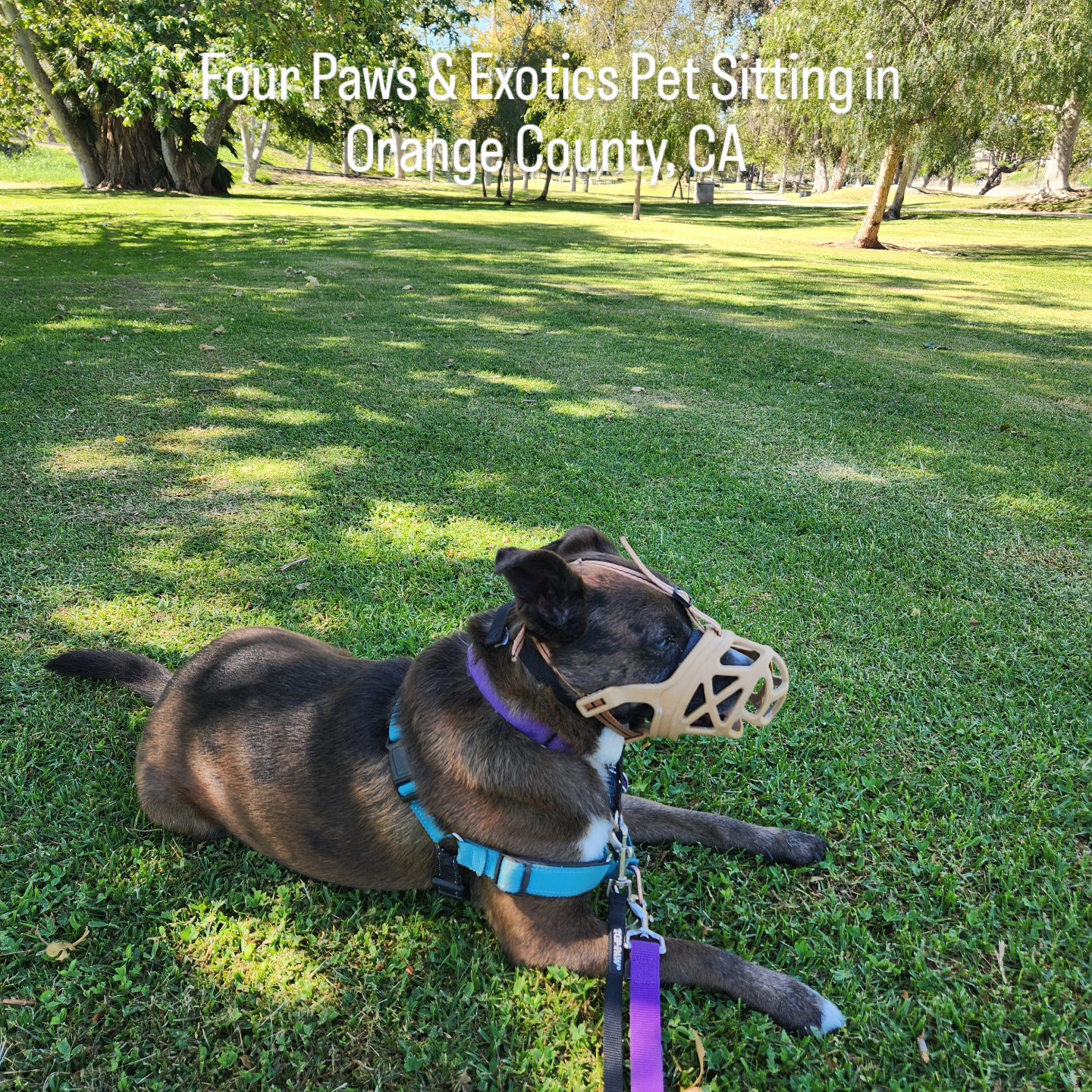Happy Friday! Enjoying a peaceful morning at the park with Bowie.
#dogwalking #petsitter #orangecountypetsitter #orangecountydogwalker