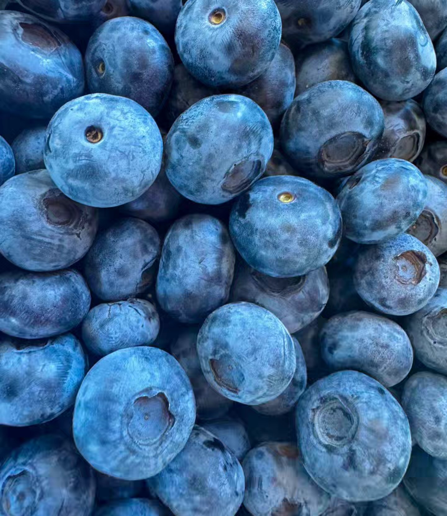 JUMBO size blueberries are now in! Come down to Maskeen Farms to give our Calypso blueberries a try. Open 9AM to 6PM everyday!
.
.
.
#MaskeenFarms #BlueberrySeason #FarmFreshBC #SouthSurreyEats #LocalHarvest #FreshBlueberries #SupportLocalFarms #SustainableFarming #BCFarmLife #HealthyEating #FarmToTable #BerryLovers #SummerVibes #FoodieHeaven #GrowYourOwn #OrganicLiving #FreshPicks #CommunityFarms #NatureLovers #TasteTheSeason #Vancouver #Surrey #Berries #Love #Outdoors #Farm