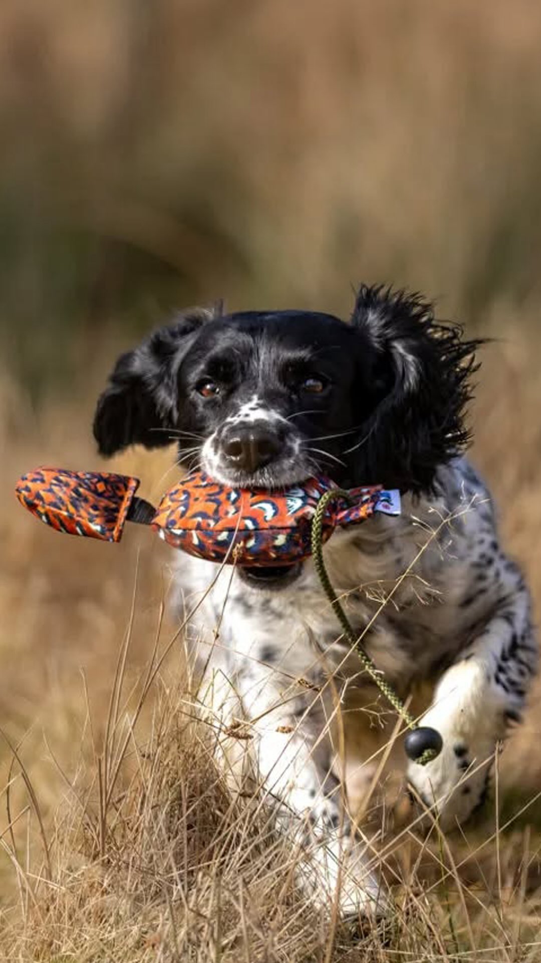Do you have a dog with a nose for adventure? 🐾
Join us March 22nd for a hands-on Retriever Seminar here at Cascade Pet Camp!
Whether you’ve got a retriever, pointer, spaniel, poodle, or setter, this workshop is designed for all sporting breeds, starting at 6 months old. No experience needed! We’re here to help you explore whether fieldwork might be your dog’s next favorite thing.
Led by Cindy Leung from Trainers to the Rescue (https://www.trainerstotherescue.net/), you and your pup will experience multiple rounds of scent work and retrieving exercises — from winged bumpers to birds, indoors and out. 🦆
You’ll leave with:
• New skills
• Next-step training options
• And (fingers crossed) pro photos of your pup in action! 📸
Spots are limited!
💰 $180 working spot | $65 audit
📧 Sign up: training@cascadepetcamp.com