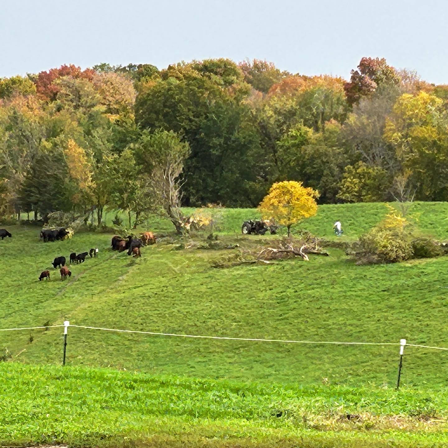 We’re still trying to reclaim the farm from the effects of a tornado a few miles away. Everywhere we look, broken trees remind us of the work ahead. Fall is always short, but this year it feels particularly small.
If you look closely, you can see tiny farmer Darcy and his tractor working to get the fence back online.
#storm #winddamage #localbeef