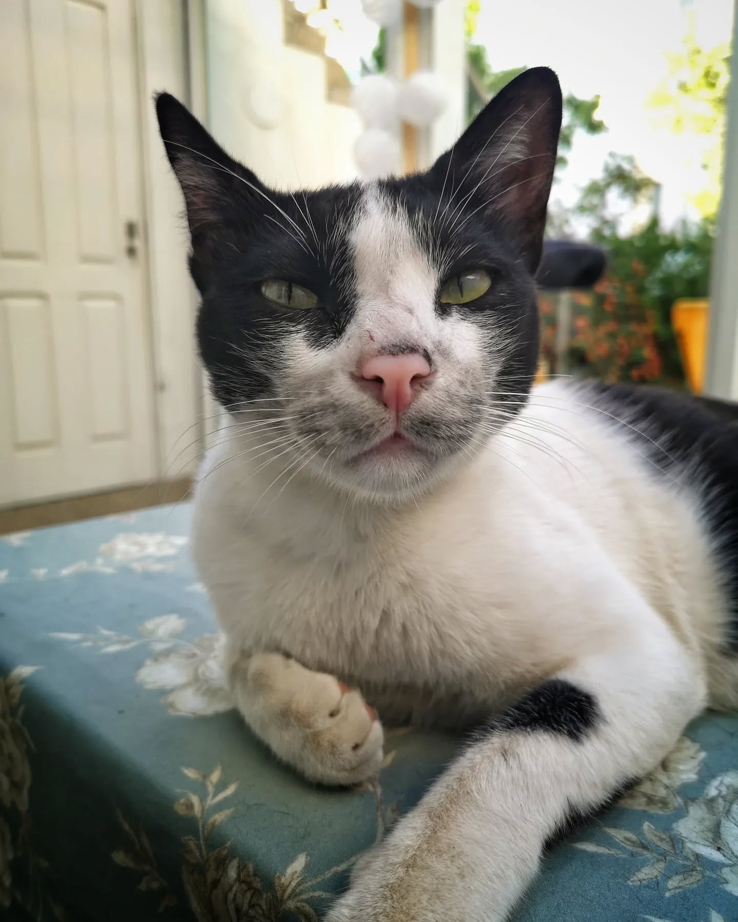 Mr. Oreo a melhor bolacha 🐅😍
Mr. Oreo the best cookie 🐅😍
#petsittingporto #petsitting #cats #dogs #animalsofinstagram #petlovers