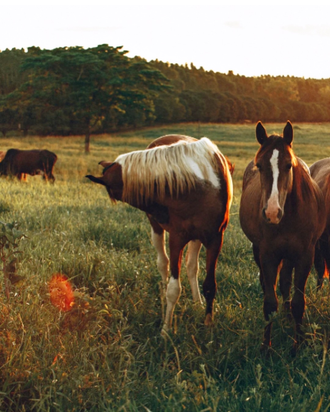 Better feed starts close to home.🐴
Cascade feed is excited to now offer a brand new product—Cascade Horse.
We are locally owned and operated, and our horse feed is made with locally sourced ingredients, and built around what matters most — forage first, clean nutrition, and no fillers.
Just quality you can see and that your horses can feel good on.
When you choose Cascade Feed over big box brands, you’re not just feeding your herd better — you’re supporting your local community.
#CascadeFeed #ForageFirst #CleanHorseFeed #SupportLocalAg #HorseNutrition