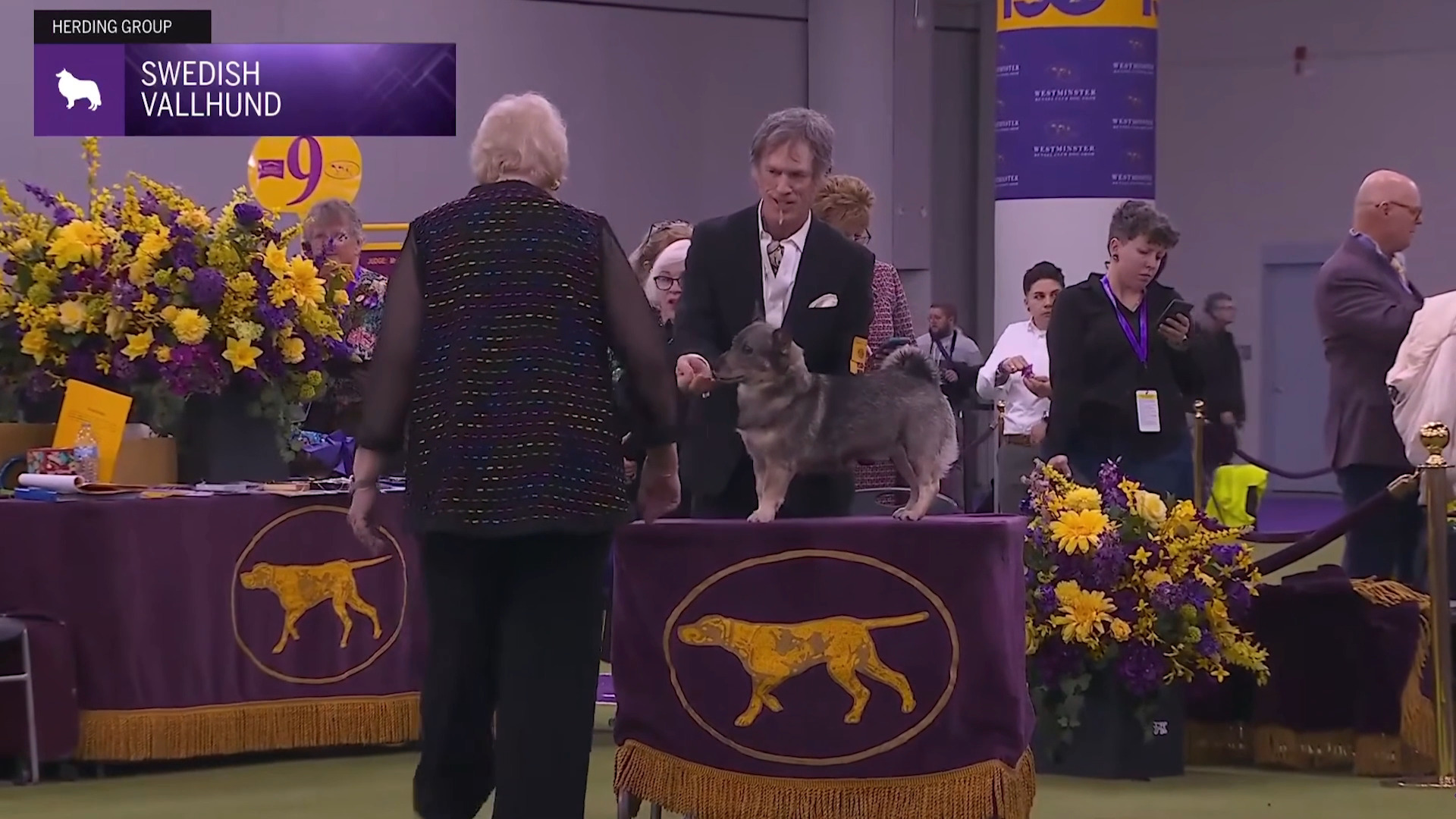What a weekend for Dr. Dana and her incredible crew! 👏🏼 In case you missed it, here’s a glimpse of her pups shining in the ring at Westminster 2026! We’re beyond proud of everything you’ve accomplished, Dana & Co. 💙🏆💚
Want to see the Swedish Vallhund breed judging in full? Catch the action at the link below 👇🏼
📺: https://www.youtube.com/watch?v=r6gcpfuKB0E