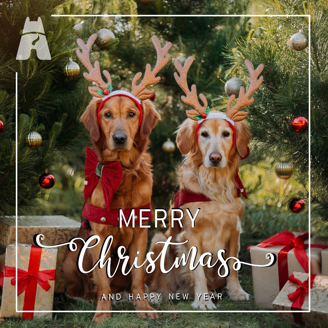 Merry Christmas and Happy Holidays to you all! 🎄🎁 We wish you a safe and joyful festive season, shared with those you cherish 🎅🏻We also send extra love to those who find this time of year tough 💜. Please take some time to celebrate your achievements and give your pups a Christmas pat from us!! 🦮
- Love, the RAD team 💜
•
•
•
•
•
#assistancedog #assistancedogintraining #australianassistancedog #australianassistancedogs #servicedog #servicedogs #psychiatricservicedog #medicalalertdog #sdit #workingdog #workingdogs #christmas #dogchristmas #radassistancedogs #raddogsinc