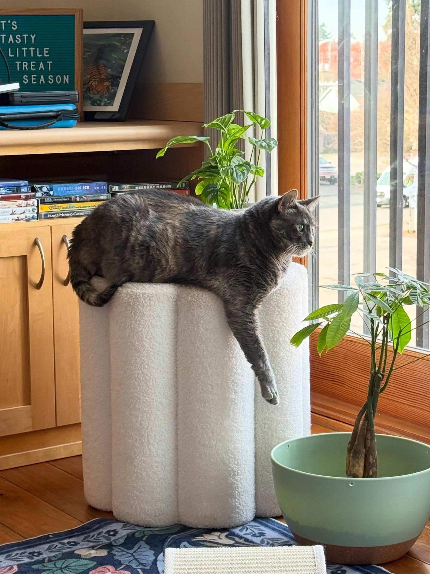 Oh, to be my cat, sunbathing before a window, surrounded by botanicalsā¦