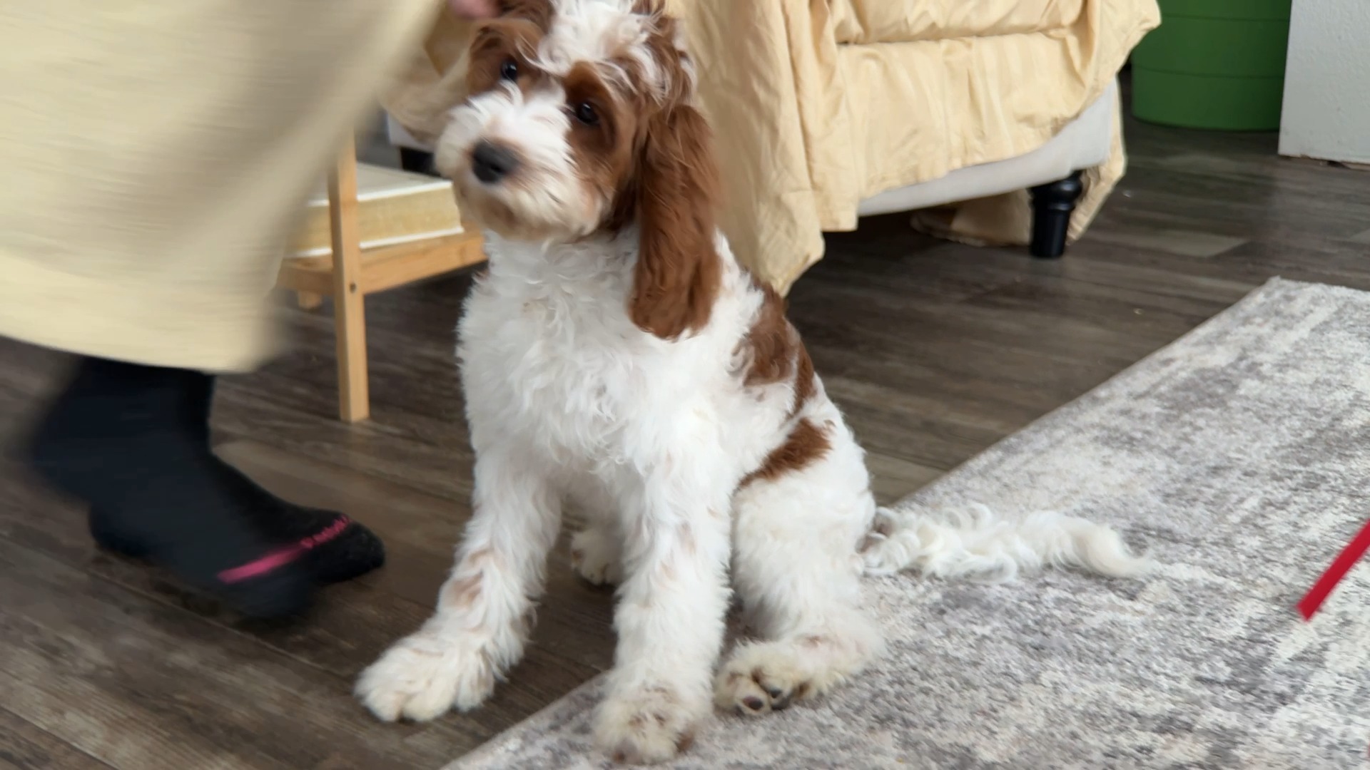 Come Meet Jetta! Jetta is a truly special Cavapoo girl with a sweet, well-mannered personality. She is crate trained, potty trained, leash trained, and making great progress with her basic commands. Jetta has a calm, gentle, and loving nature that shines through in everything she does.
She does wonderfully with adults and small children and gets along beautifully with other dogs and animals. Jetta’s easygoing temperament and affectionate heart make her a joy to have around. ➡️ https://www.woodlandcanines.com/product-page/jetta-cavapoo