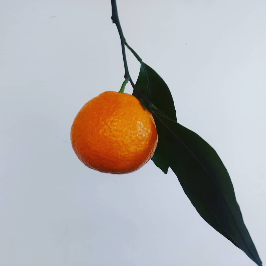 #SGSProduce #satsuma #Stem&Leaf #citrus