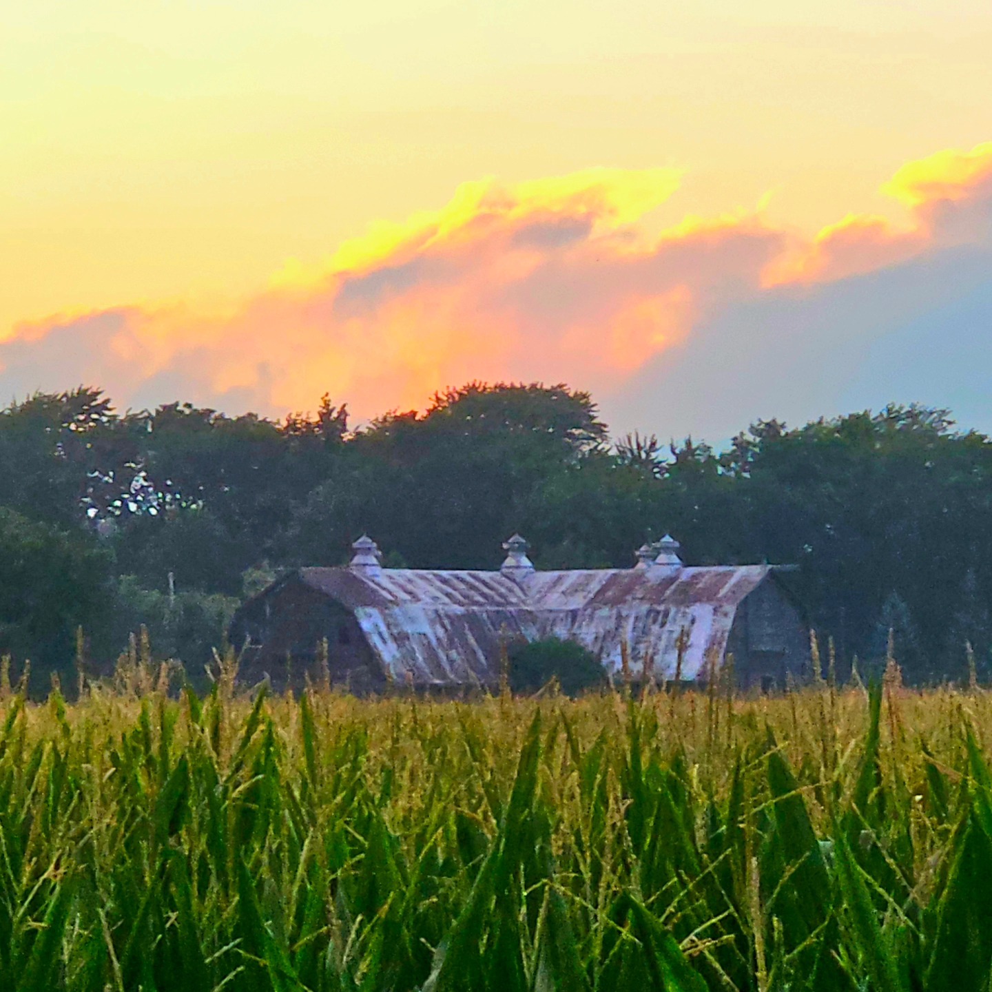 After glow of a country sunset across a corn field in Saginaw County.
#kathy_woods_booth_photography #puremichiganders #puremichigan #countryside #farminglife #cornfield #cloudscape #sunsetlover #yes_global #yes_busa #barn #barnsofinstagram #sunsetphotography