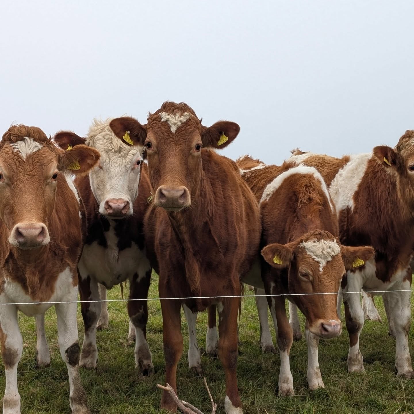 It's not always about the dogs. Had a lovely moo with this lovely lot this week