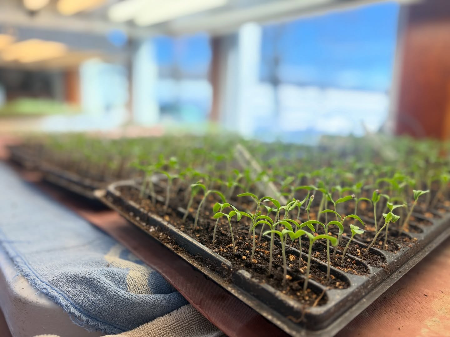 The first tomatoes of 2026 have been sown and they are growing like crazy - right here in our kitchen!🌱
We always start our first 2 batches of tomatoes in our kitchen because our first greenhouse doesn’t start up until the second week of February. It is crucial that we seed our tomatoes this early in the year so that we can harvest fresh fruit by mid June (one month earlier than other growers in the area!)🍅
We will seed the 2nd batch of tomatoes next week. Follow along for their progress😄
#tomatoes #homegrown #seedlings #familyfarm #upstateny