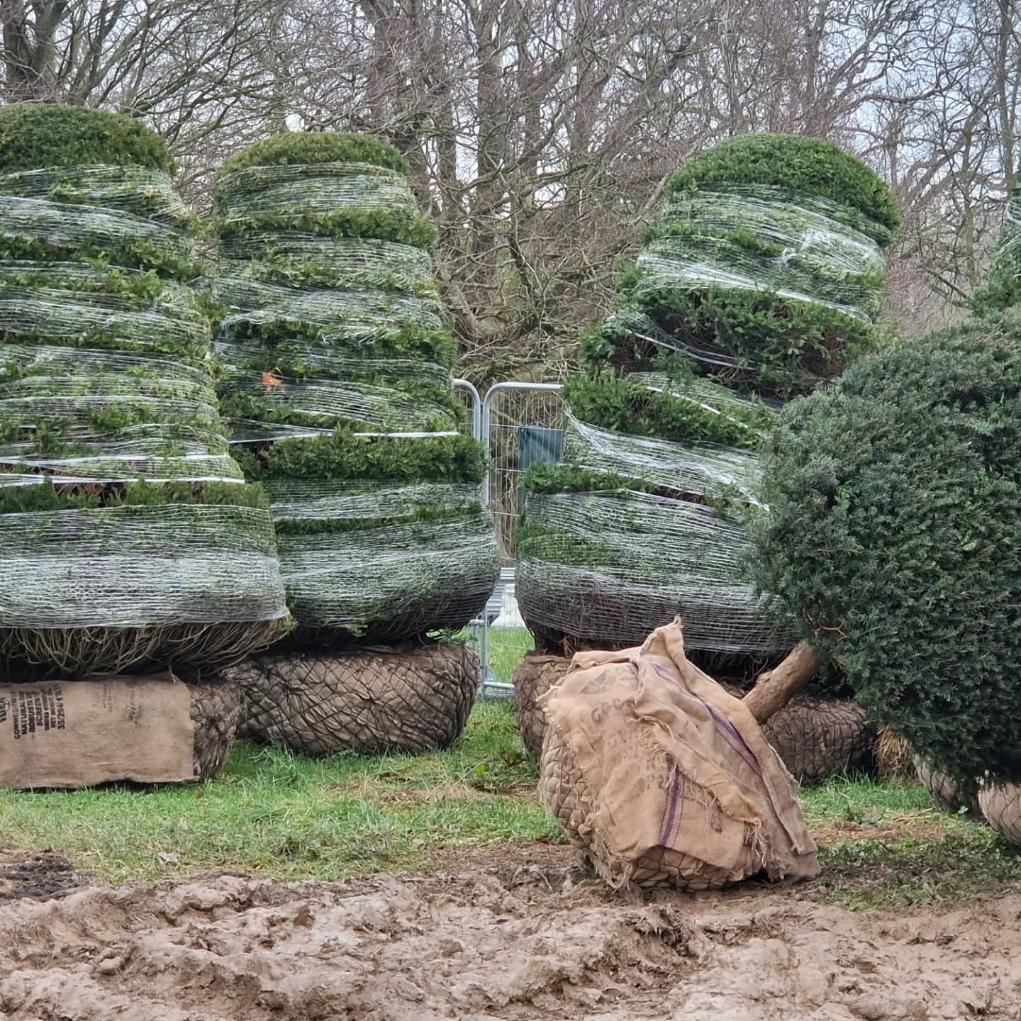 Enriched biochar off to a large ornamental tree planting project....aiding the trees chances of thriving in their new home!
https://www.dorsetcharcoal.co.uk/horticultural-charcoal