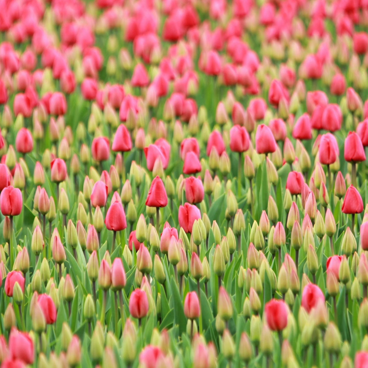 You will blossom when your time comes 🌷😊
#Netherlands #Tulips #Blossom #Spring