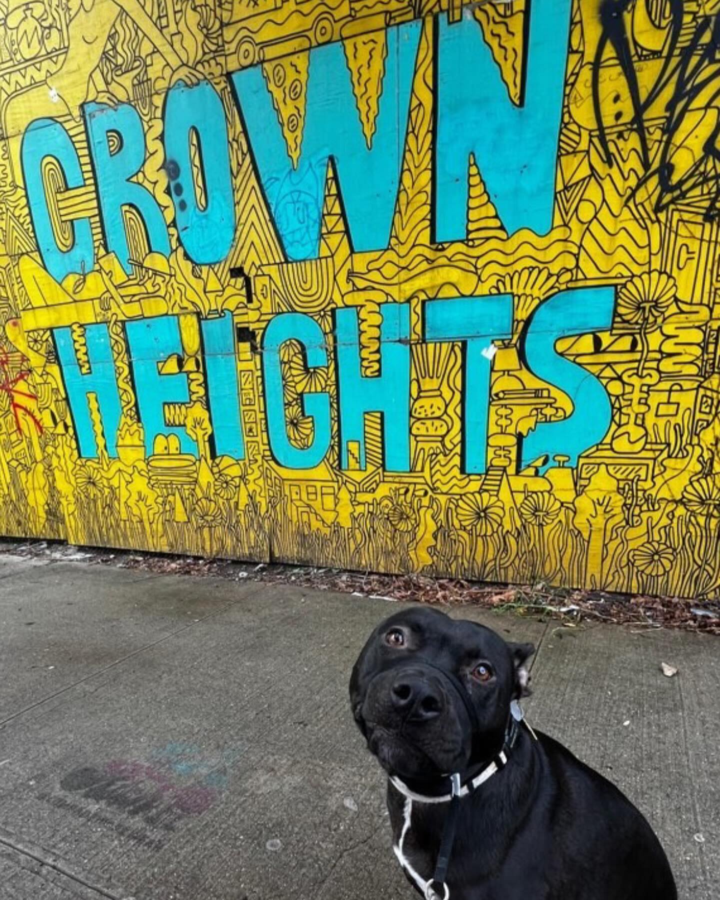 #crownheights #dogwalker #houndboundnyc