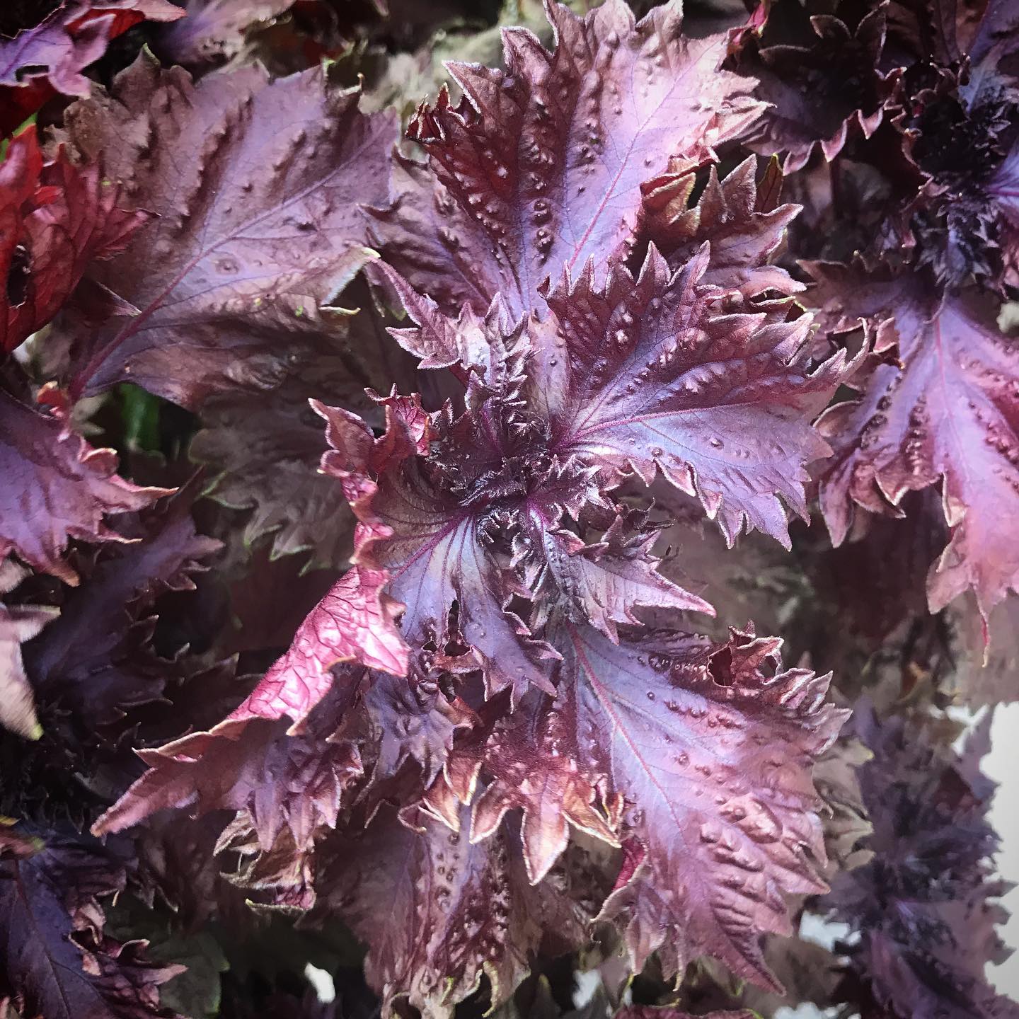 I can’t get enough of this herb for both edible and ornamental uses in the garden. It grows really well in pots too. #shiso