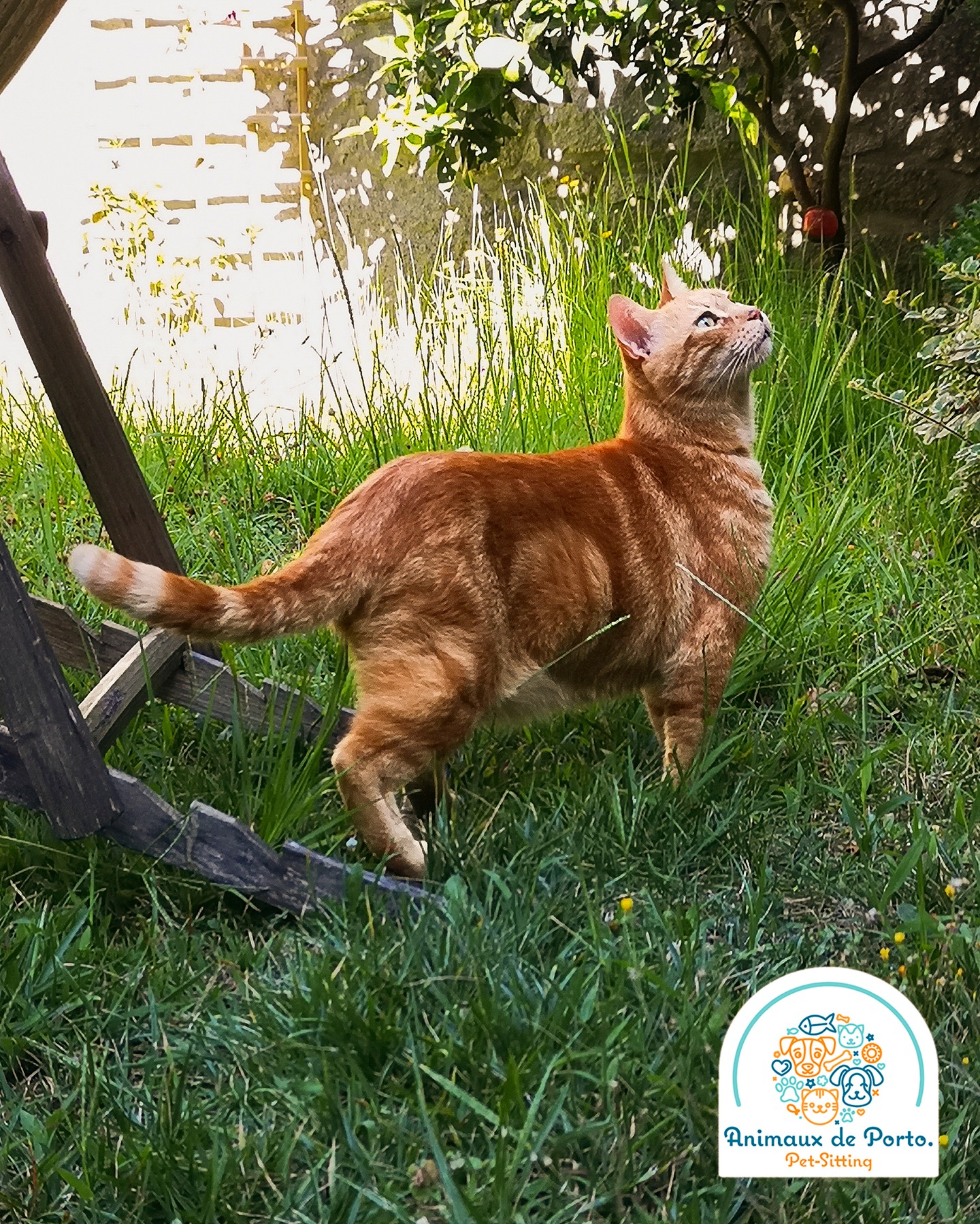 O menino Francisco a preparar a aventura do dia ou será que vai para uma festa? 😂😻
Francisco is preparing the day's adventure or is he going to a party? 😂😻
#petsitting #petsittingporto #catsofinstagram #animalsofinstagram #catlovers #cats #porto #animallovers