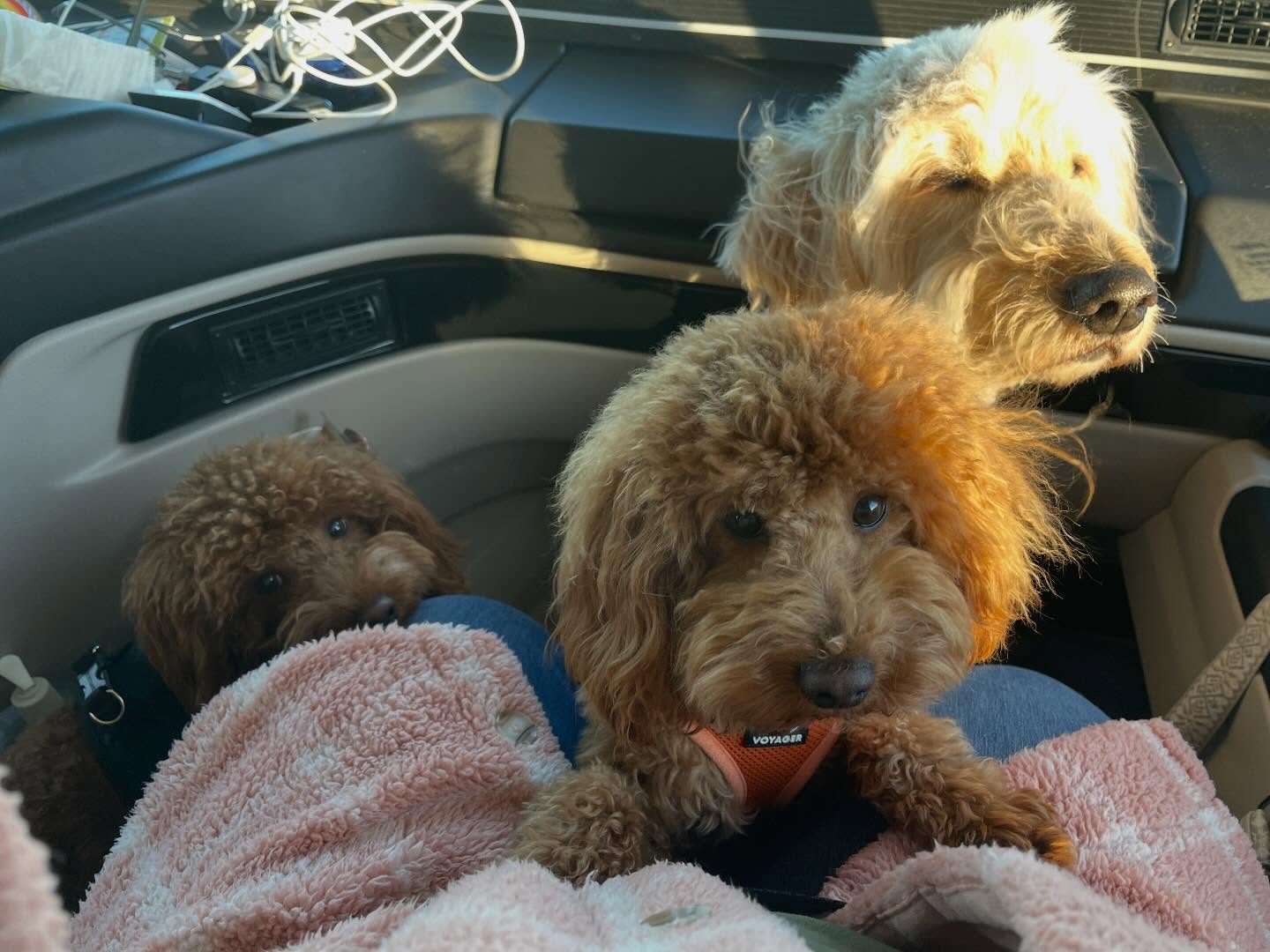 Who needs leg room on a road trip #puppyproblems