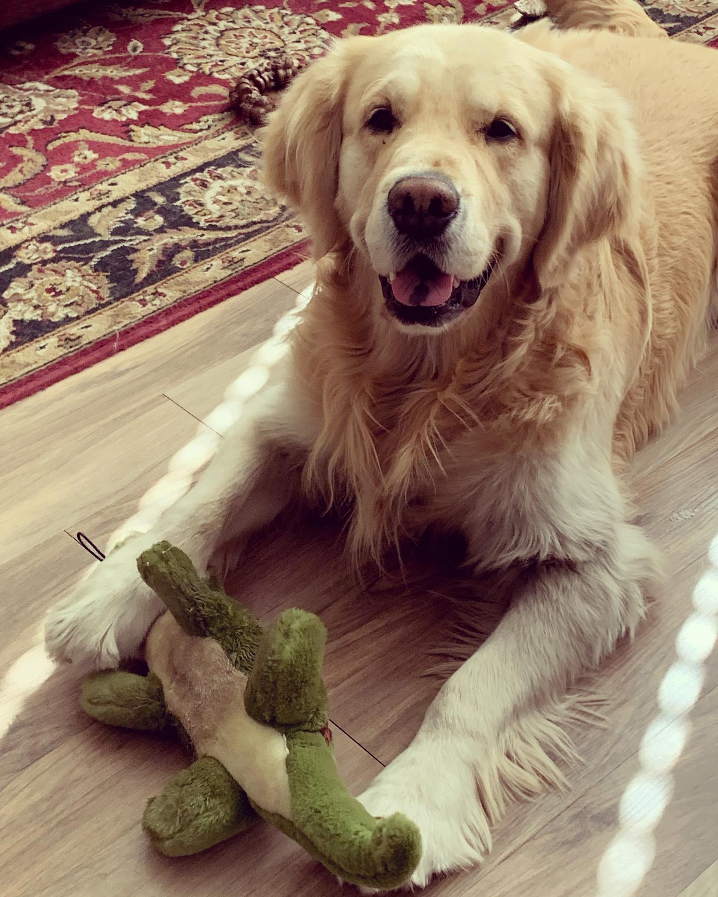 Ruxin having fun with his dinosaur toy after a walk and breakfast 😀