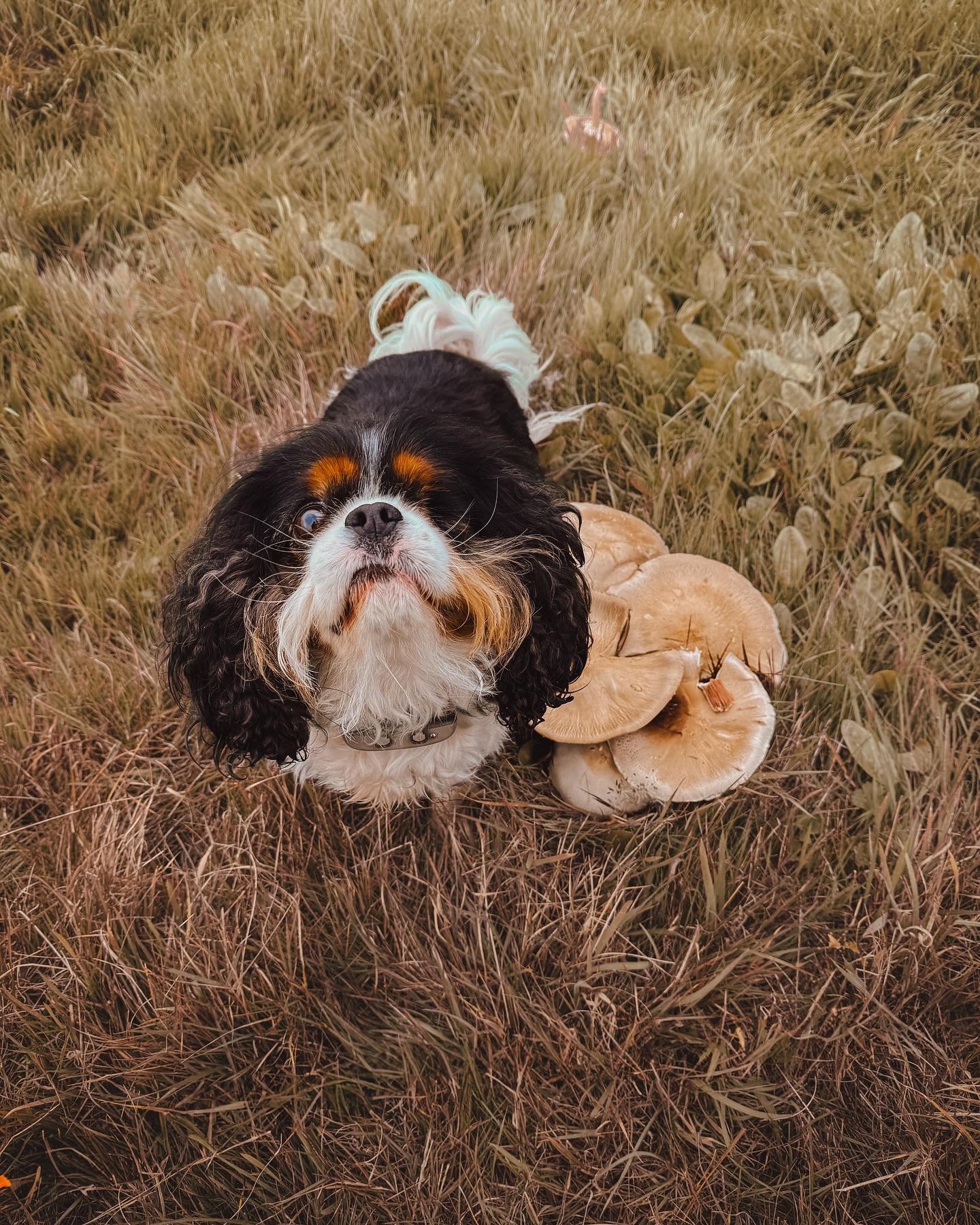 Loki said don’t pick these frens I pissed on them 🤓.
.
.
.
.
#dog_features #dogsofinstaworld #dogs_of_instagram #dogoftheday #dogsofinstagram #dogstagram #doglover #dog #dogs #doggy #doggo #doge #doggies #doggie #cute #dogwalker #dogwalking #norwichdogwalker #dogwalkernorwich #norwich #norfolk #dogpark