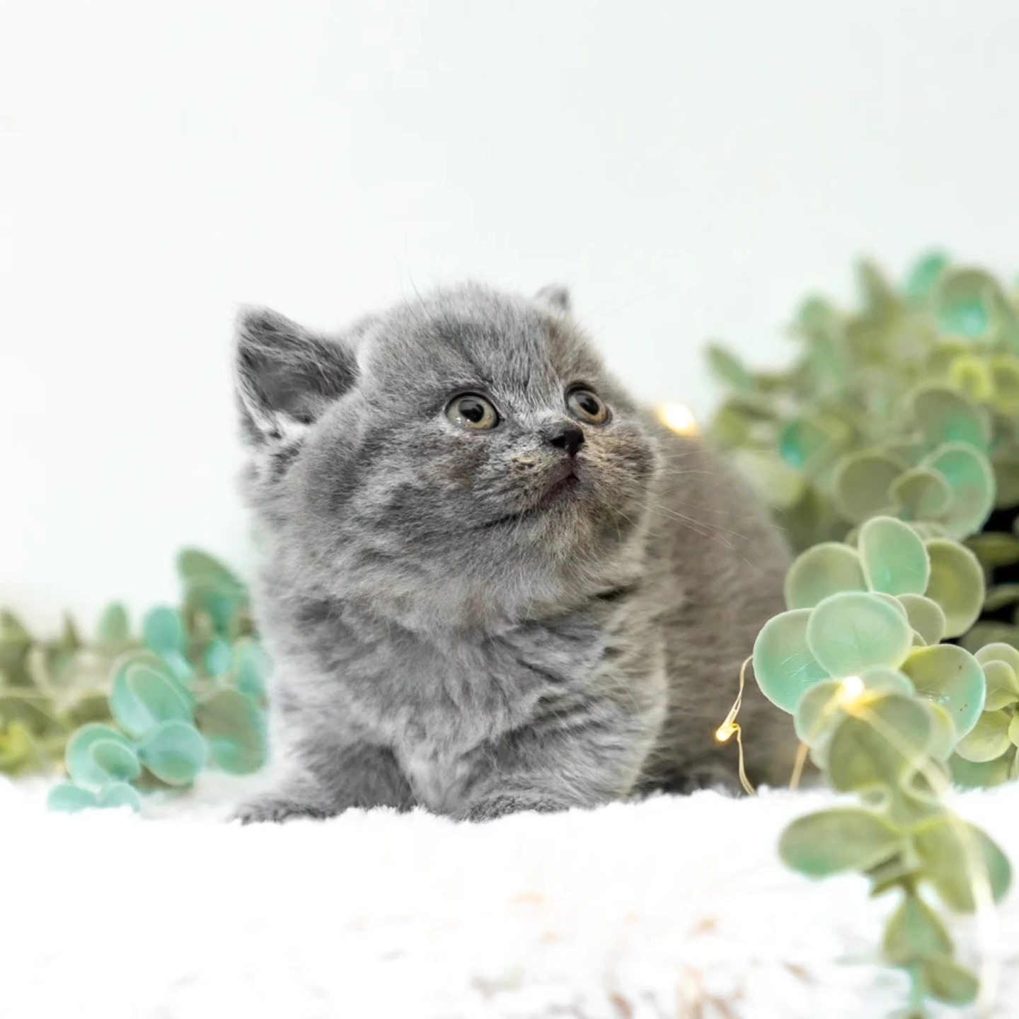 Its time to check some folks off the waitlist!!! 2 litter announcements just hit the website. Go check them out! :D