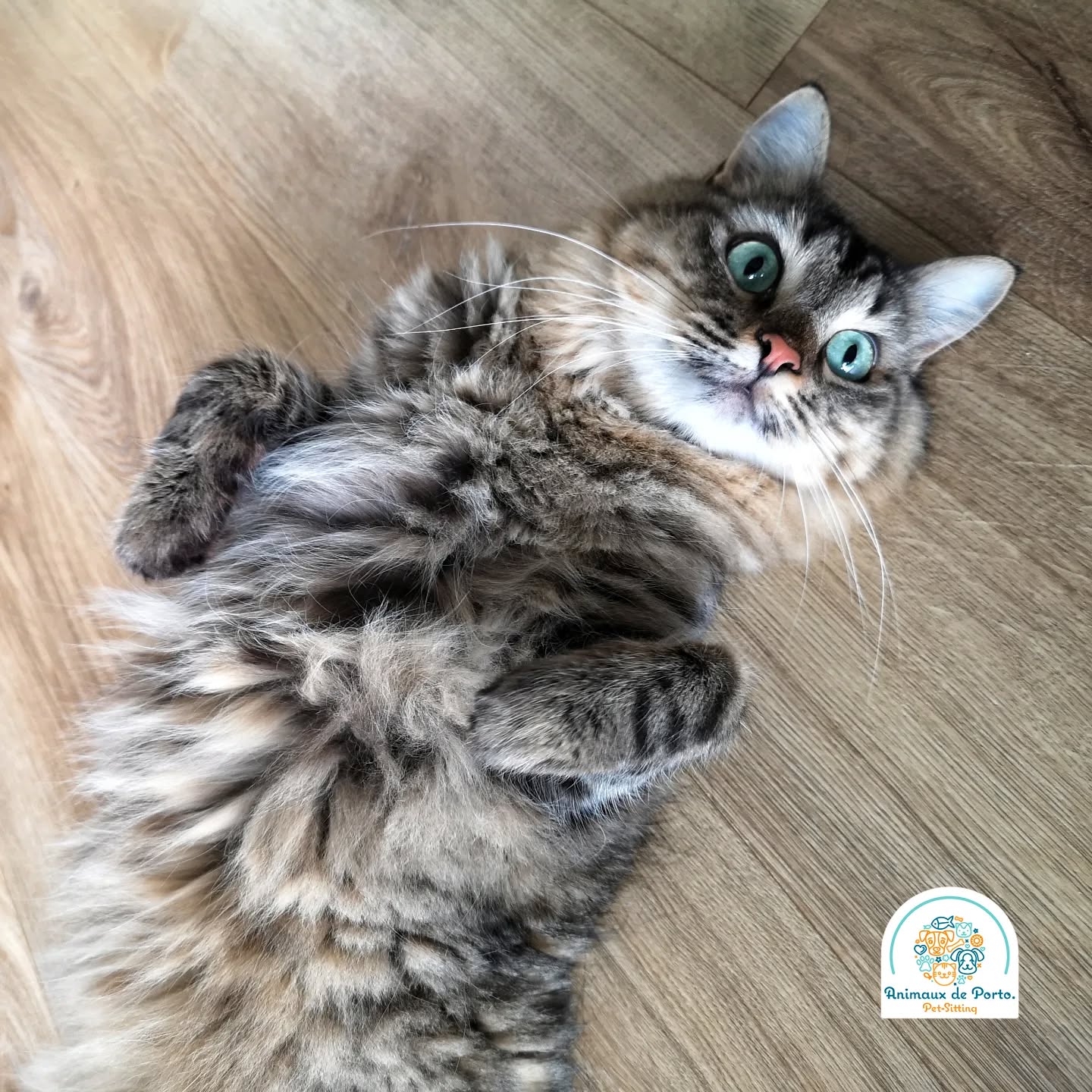 Muffin 😻
#petsitting #petsittingporto #cats#dogs #petlovers #animalsofinstagram #catsitting #petsitter #porto