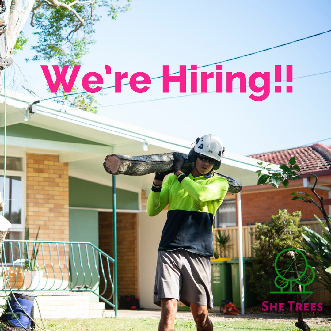 We're looking for a labourer to join us at She Trees. This role will suit a physically fit person who can work outdoors dragging branches and generally supporting the arborist team. Training will be provided with opportunities for growth within the role. Text us your details to: 0490 355 360 or email your work history and availability to admin@shetrees.com
#jobs #hiringnow #wearehiring #worknow