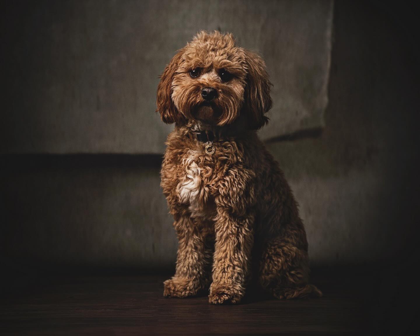 Woof woof! Pet photography in studio.
Contact for availability
Using @elinchrom_uk 💡
Backdrops @clickbackdrops
Camera @sonyalpha
#berkshire #pet #petphotographer #studio
