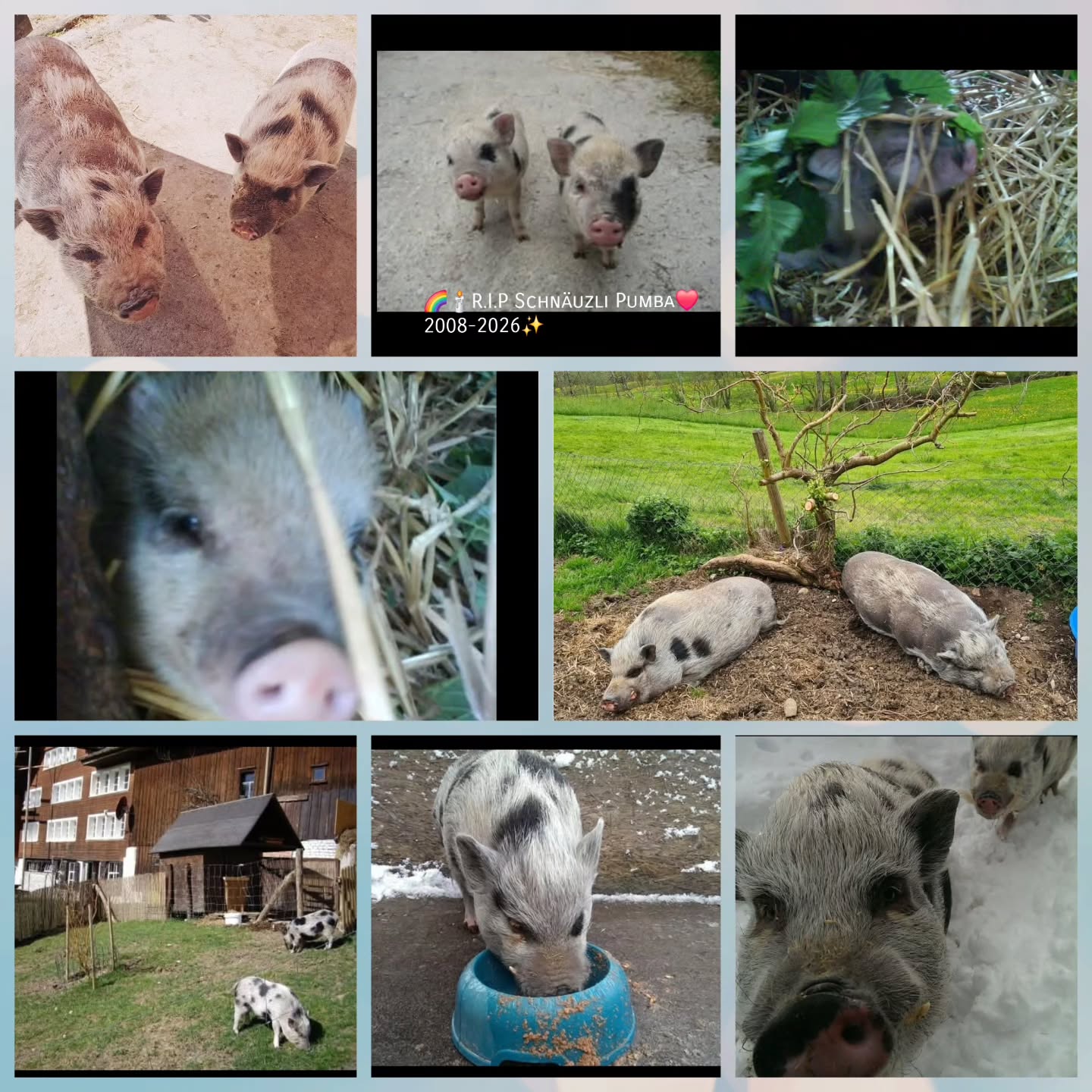 🌈✨️Guetii Hai-Rais Pumbi Schnäuzlii. 🐽
Als Baby im 2008 gad so gross wie es Häsli hemer dich und d Simba bi üs ufgno.❤️ Noch 18 wunderschöne Jöhrli hesch hüt dörfe d Haireis ah trette.
(Wenn der Abschied leise Naht.😓)
De Terminator truret ganz fest um di. No nie hend ihr e Schmatz-Chübeli Mohlziit uslo. Hüt het au de Termi kei Apetit gha. 💔
Und leider het de Herzschmerz vom Termi so we tue, dass au er ufghört het esse und noch es paar Täg au zum Pumba no greist isch. 😪
Gueti Haii-Reis Terminator Schnäuzlii.🐽🌈
En chline trost isches z wüsse, dass mir so vieli schöni Moment mit eu hend dörfe erlebe. Und au wenn du leider nüme i euem süesse Schnäuzli Körper bi üs sind, weissi, dass ihr trotzdem no do sind. ❤️🩹 Neui Begleiter.
Bis bald und machets guet im Schnäuzlii Himmel. 🌈✨️🕯❤️
R.I.P 2008-2026 Pumba& Terminator🌈✨️🕯❤️🐽🐽🐖🐖🍀