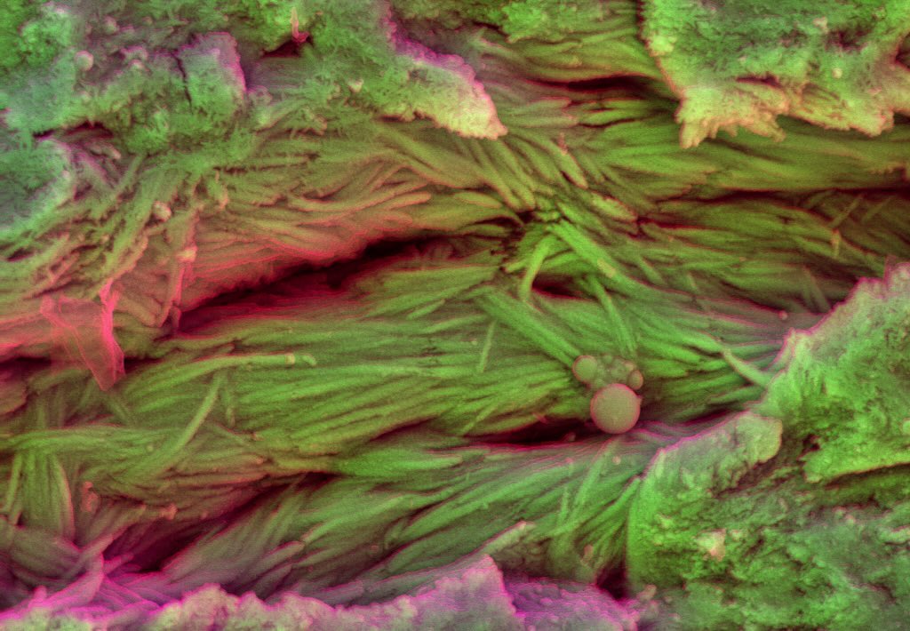 Fossilized Dinosaur Collagen Fibers
#science #electronmicroscope #laboratory #scienceart #sciencephoto #scientific #scienceweek #research #lab #micro #microscope #microscopy #medicine #medicalsciencestudent #medicalstudent #macrophotography #mineralomics #bio #biology #bioimaging #biologylab #minerals #chemistry #material #engineering #physics #sciencecommunication #ucl