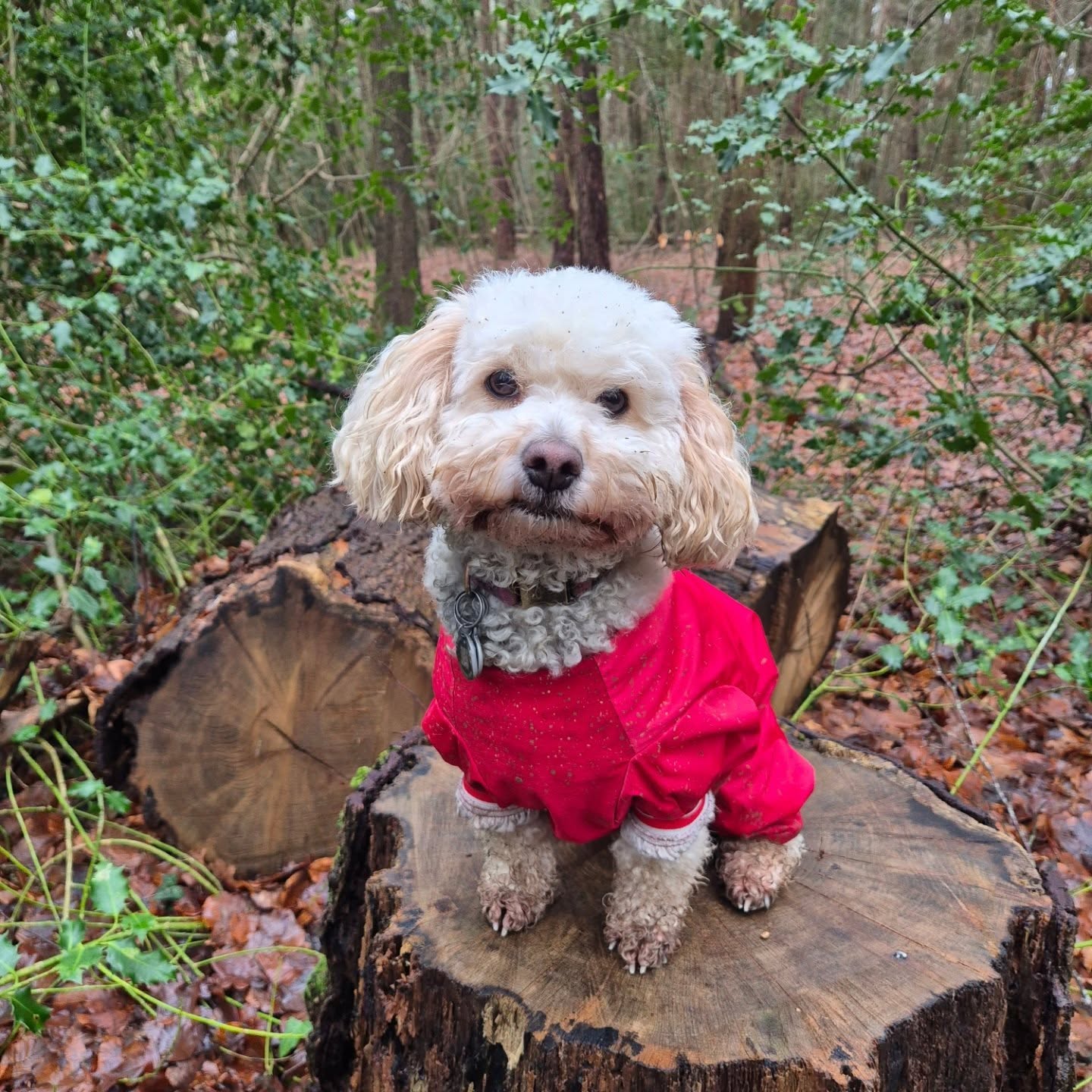 Rainy walks and endless mud but forever grateful for trousersuits, drying coats and a van with decent heating π I have a new washer on the way too so winter walks are about to become a piece of cake ππ»
