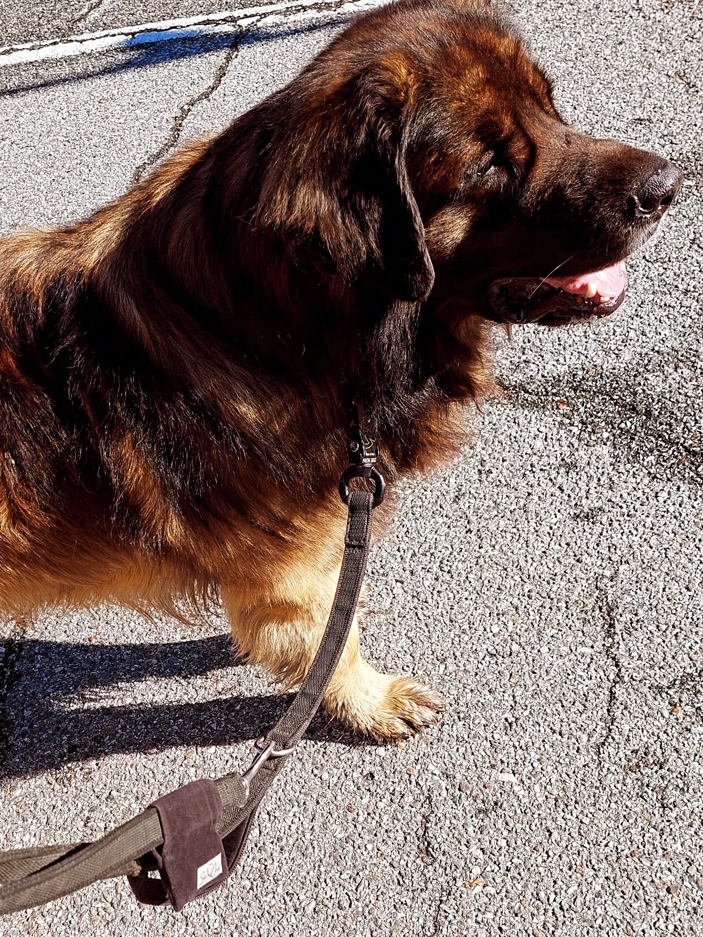 Arkani💙🐾
#SeChic#Kotbeuteltaschl #Hundezubehör#handarbeit #leonberger