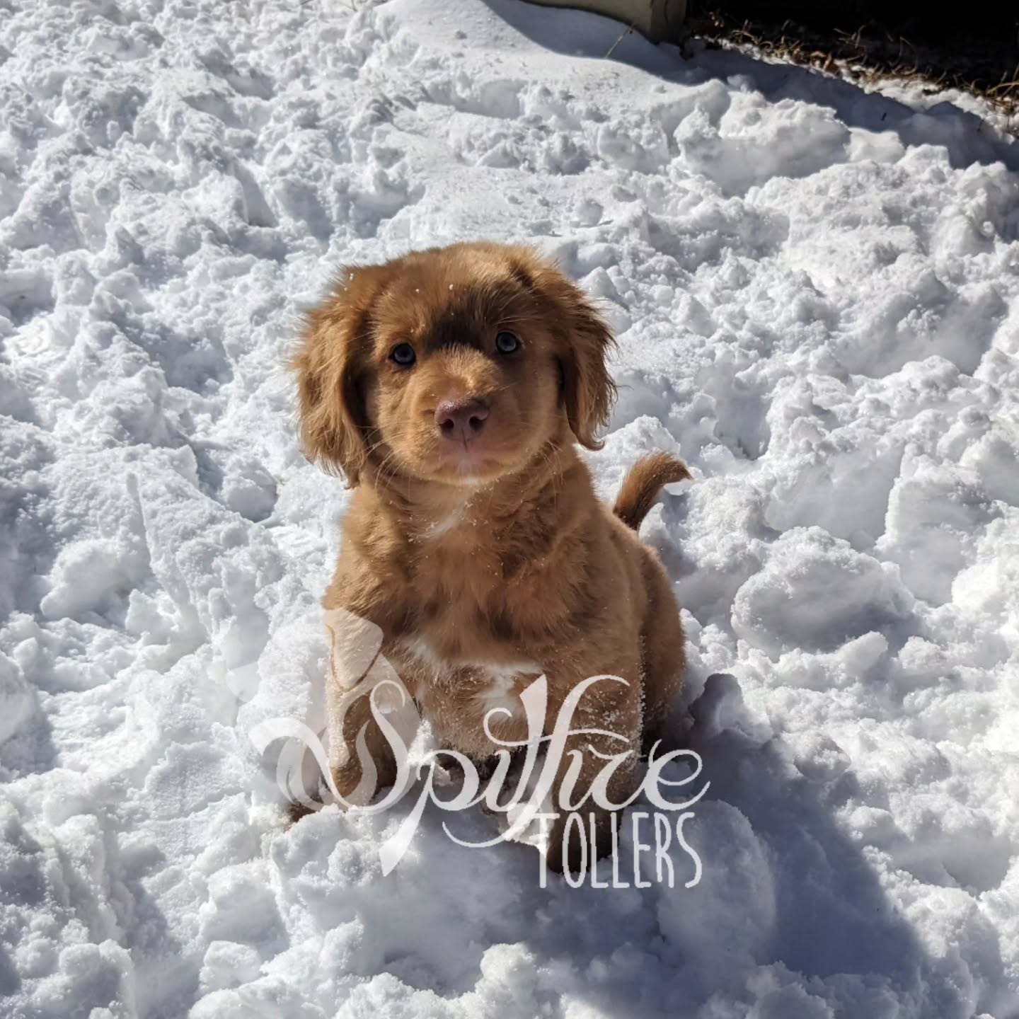 We don't get snow in NC very often, so everyone has to get out and play when it does come around!