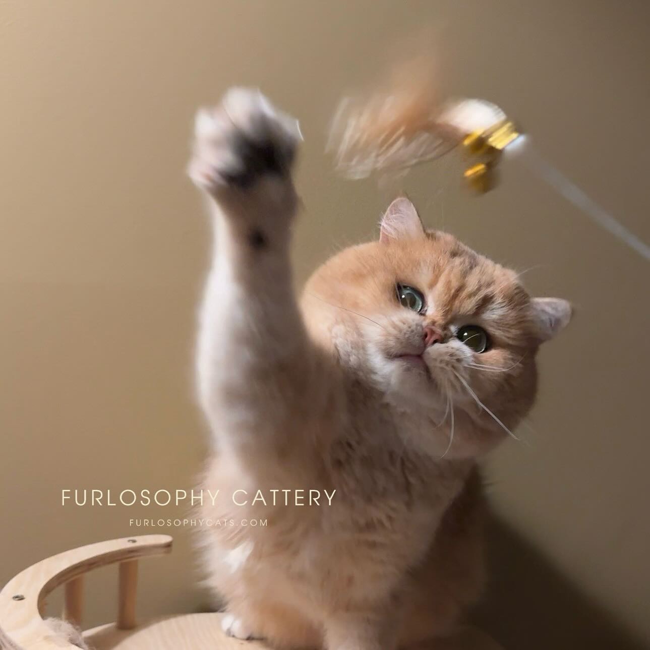 My Gelan Gelan is wishing everyone a Merry Xmas🎄
#ny12 #merrychristmas #britishshorthair