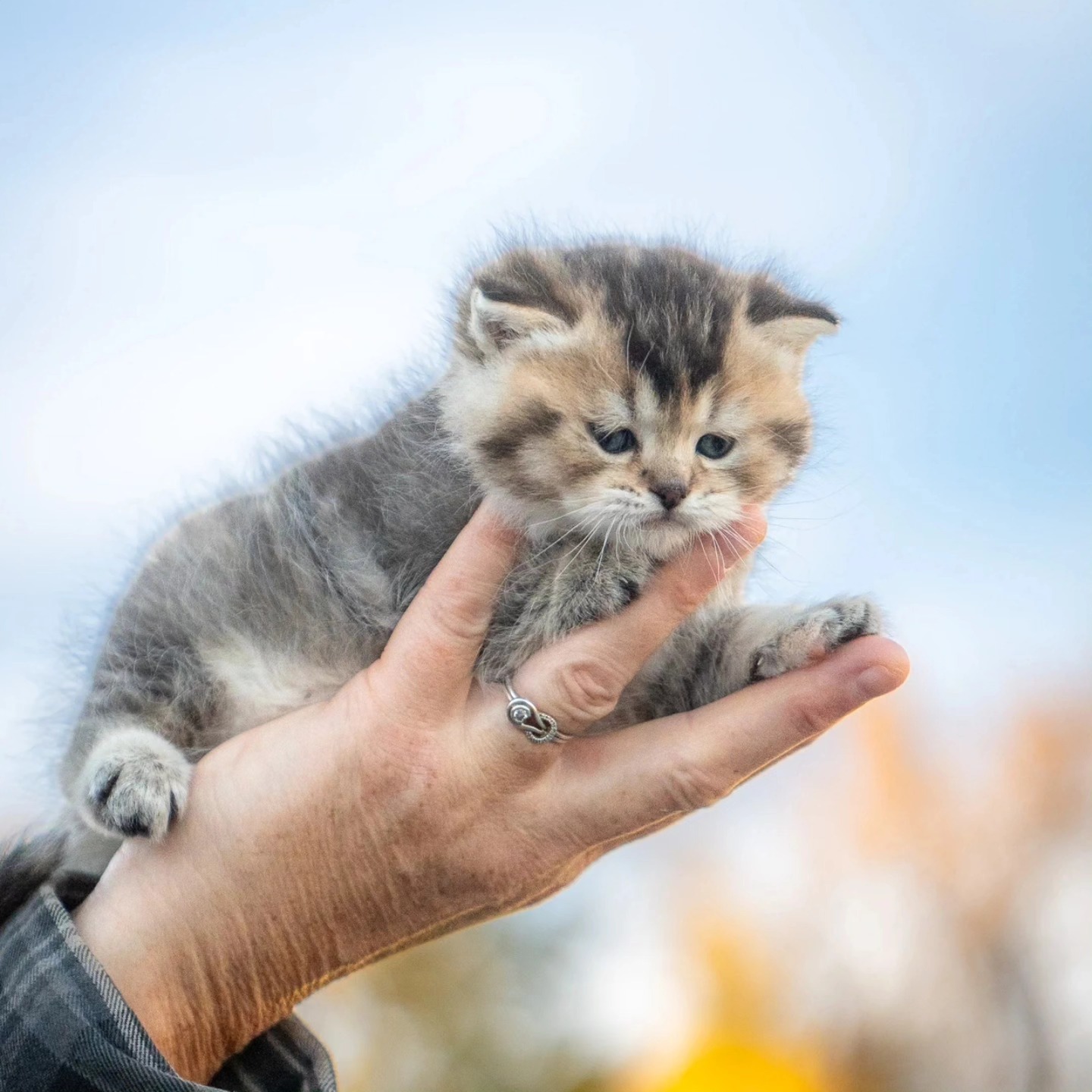 This is how I imagine holding a baby tiger cub would look...