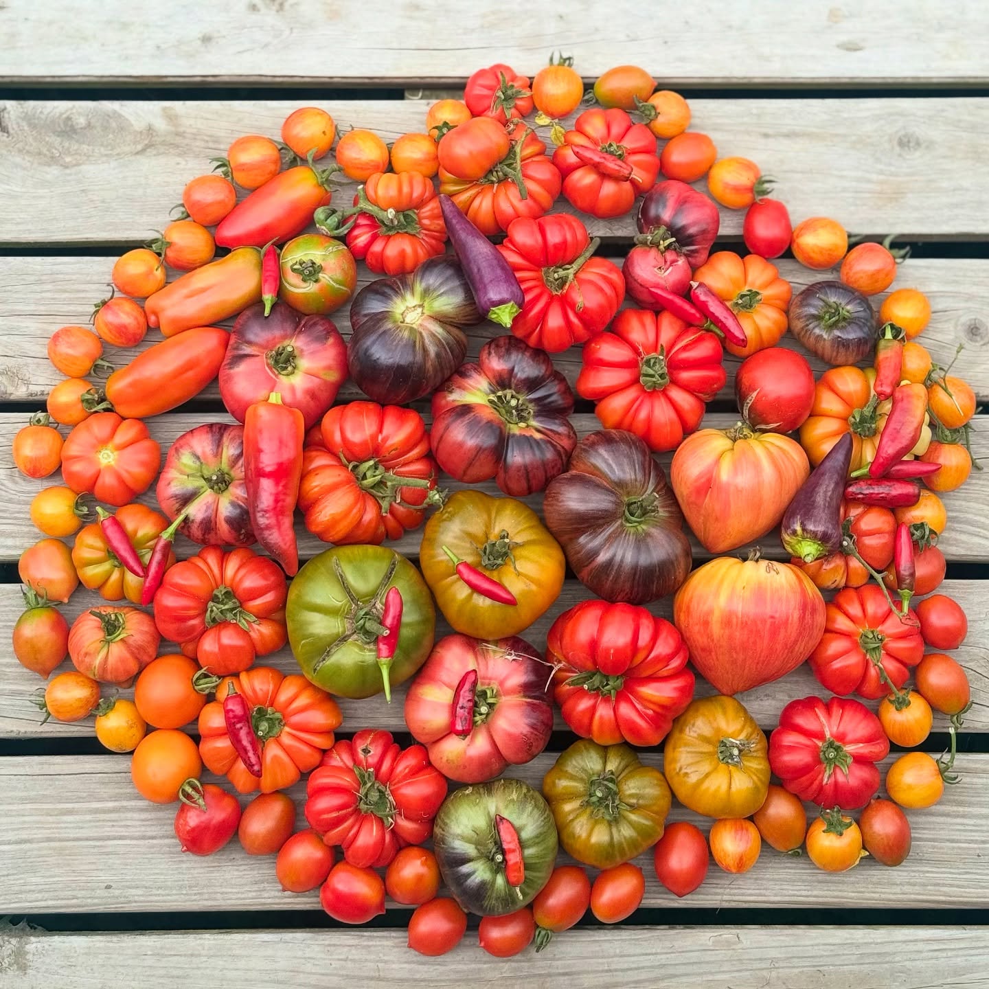 Tomato abundance 🙏🍅❤️
Dehydrating these beauties, seed saving and the leftover bits, roasted & frozen. The little tomatoes are perfect for salads and sharing 🥰
Sitting on my stoep listening to the rain trickle into the watertanks - it’s been a good busy day
#growyourown #heirloomtomatoes #costulatofiorentino #rebelstarfighterprimetomato #bluepear #crushedhearttomato #jauneflammetomato #elserfarmsbrownderbytomato #sunrisebumblebeetomatoes #lunarplantingcalender #biodynamiccalendar #plettitsafeeling #permaculturesouthafrica #🍅