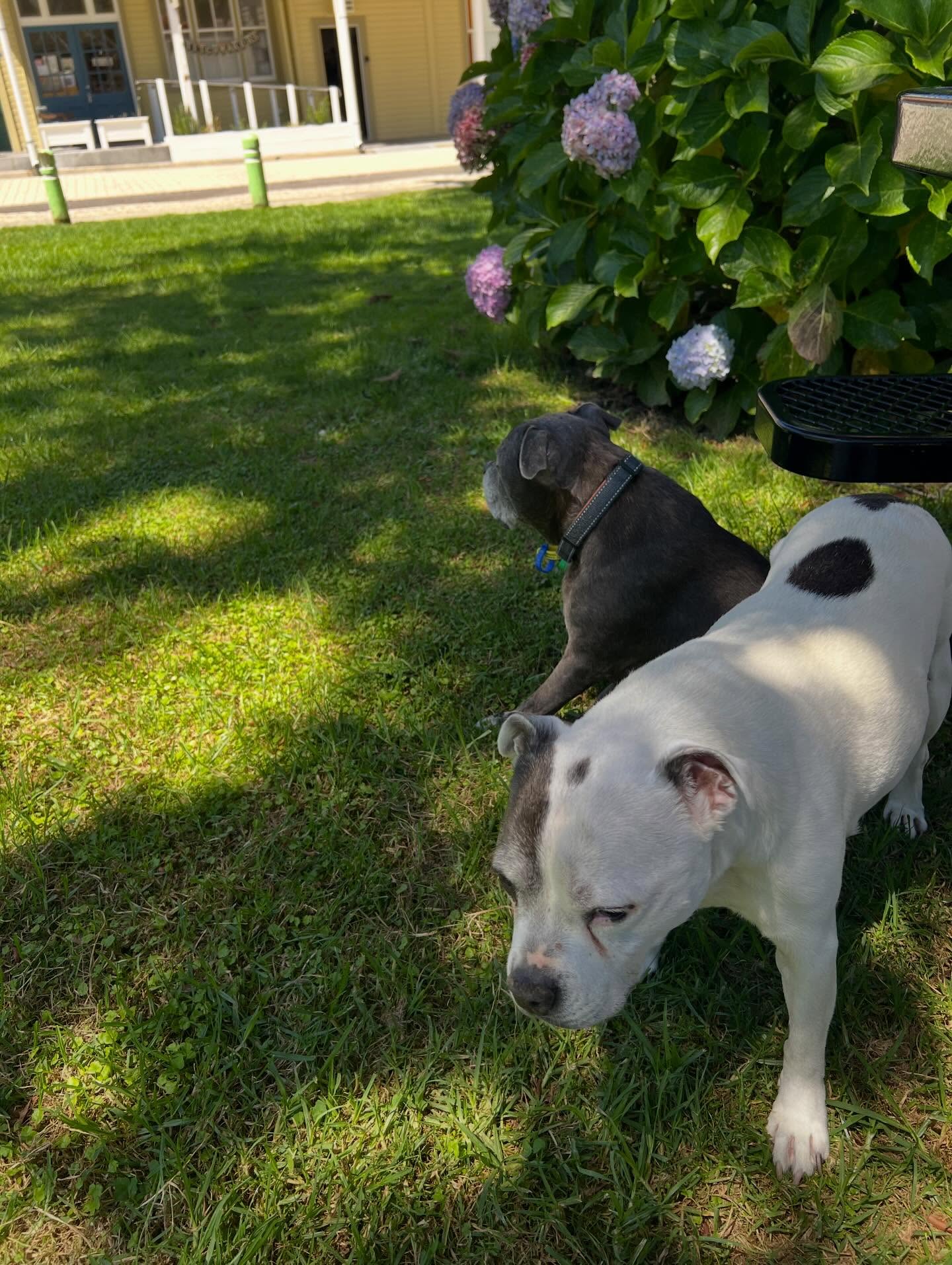 Been a bit hectic at the shop this morning. We’ve retreated to the lawn - dogs enjoying a lovely sit outside. I am going to have to go and face the music of my chaos but for now lunch outside is winning 😍