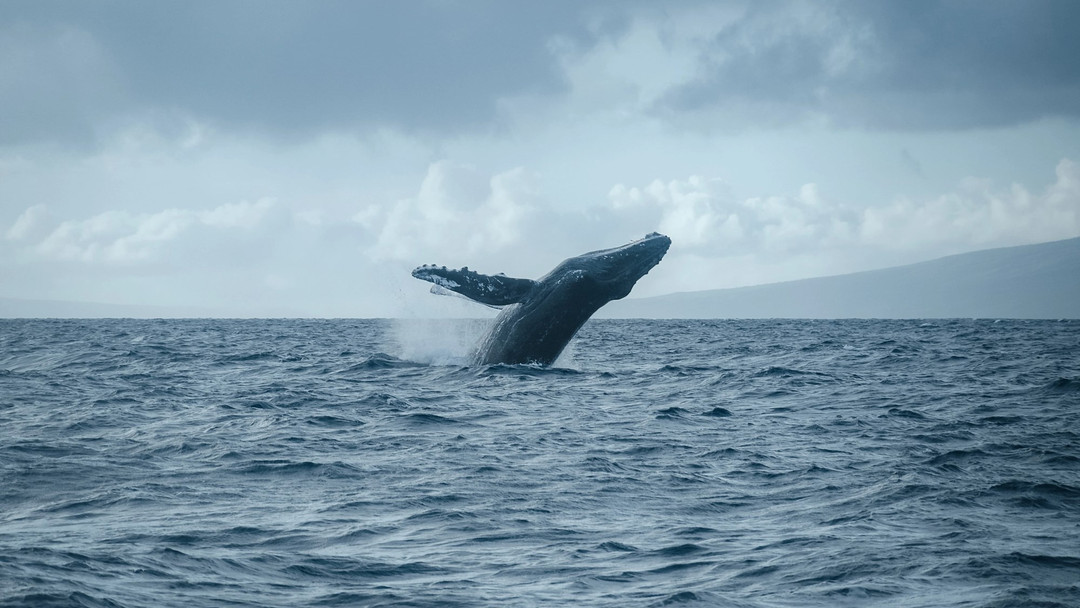 Stiamo per iniziare le iscrizioni al viaggio di settembre in Patagonia!
Vuoi saperne di più, segui il link sul blog e sul nostro nuovo sito ioviaggioresponsabile.it https://wix.to/1iY0AGq
#patagonia #balene #whalewhatching #peruresponsabile #ioviaggioresponsabile