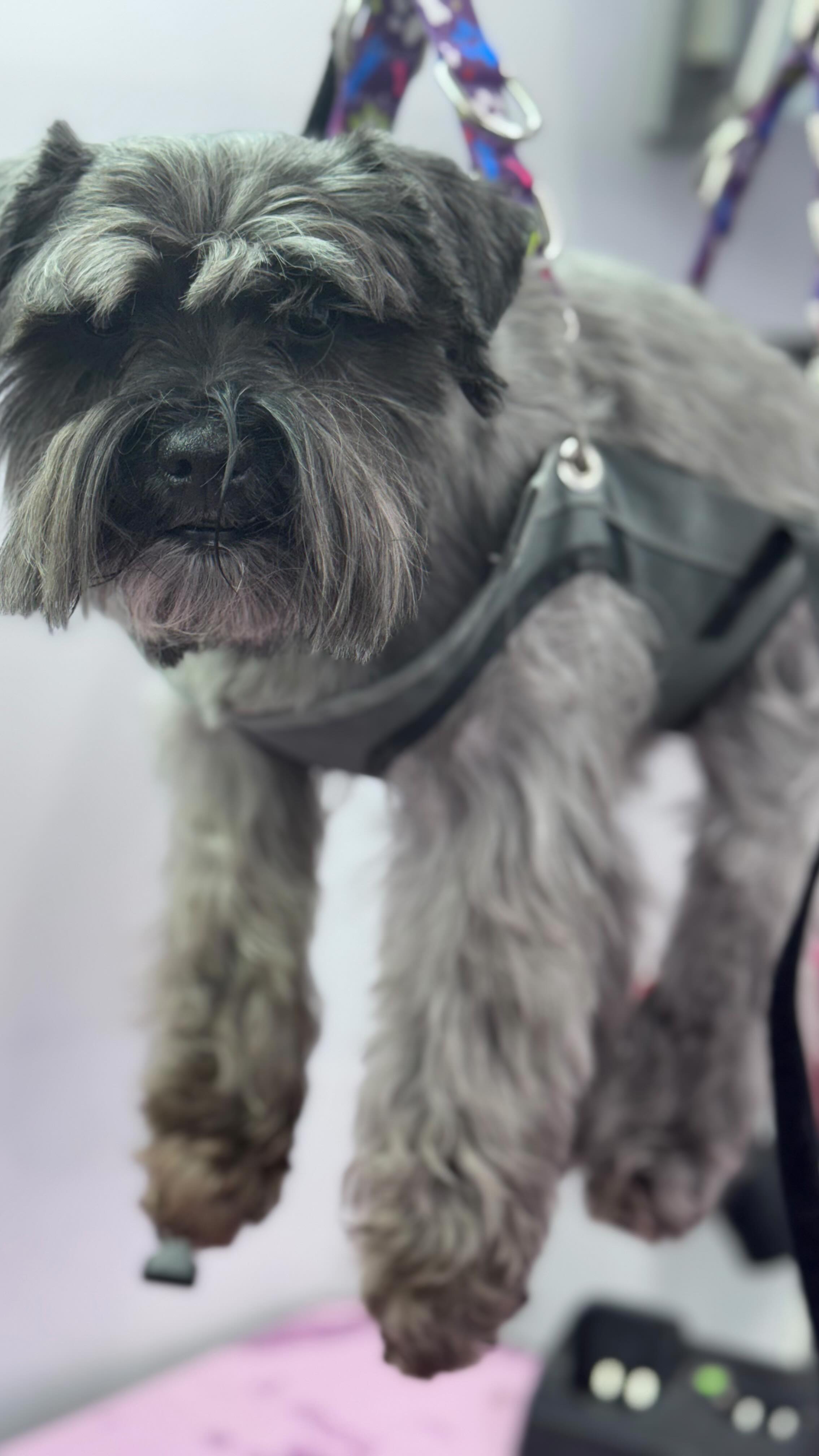 Just another crazy busy day with K9 Design!
#k9design #doggrooming #wichita #doggroomingbusiness #mobilegroomerlife #mobilegrooming #dog #dog grooming