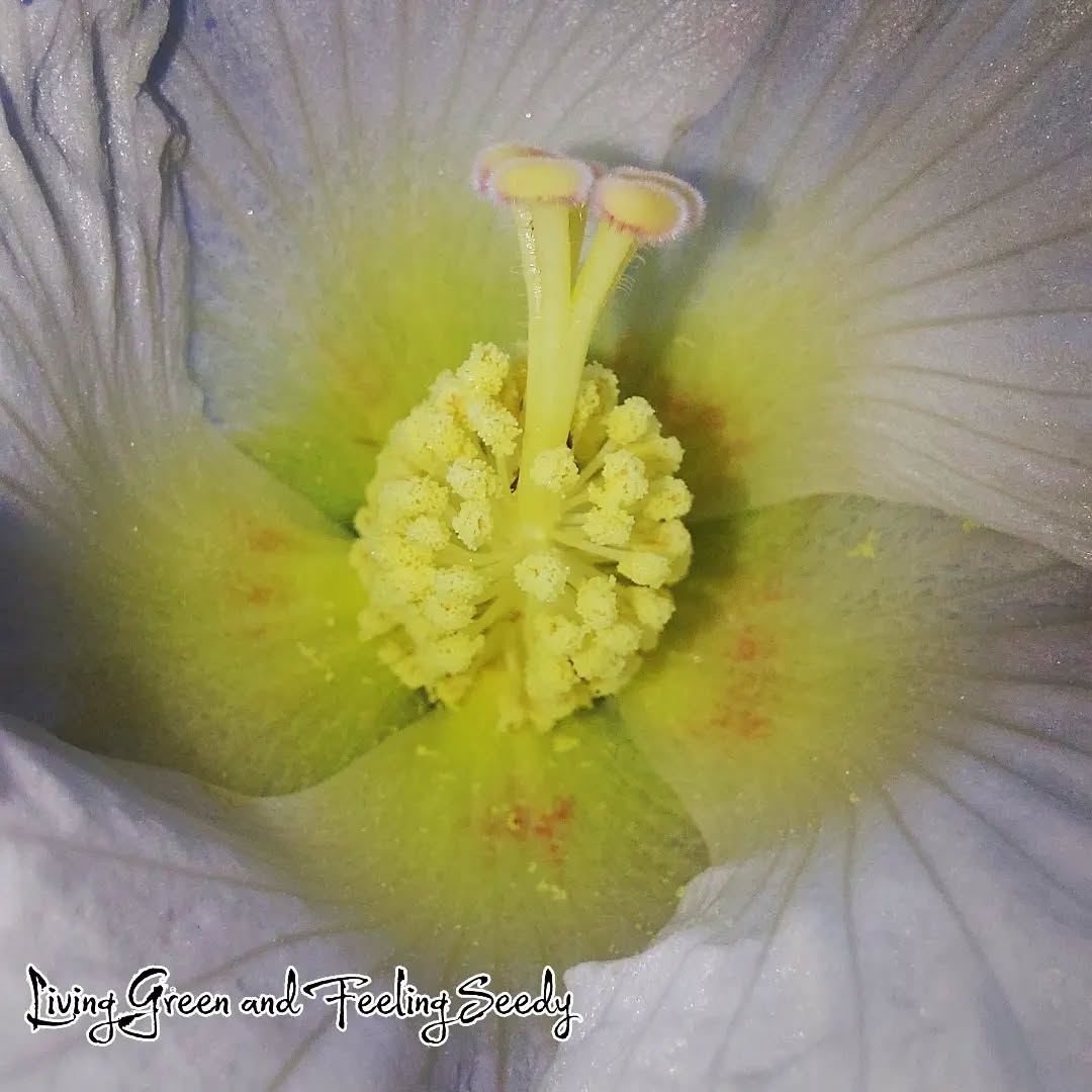 Close up of Hibiscus mutabilis. Gorgeous!
#hibiscusmutabilis #hibiscusflowers #Hibiscus #flowers #seeds #seedsupplier #exoticseeds #seedsupplieraustralia