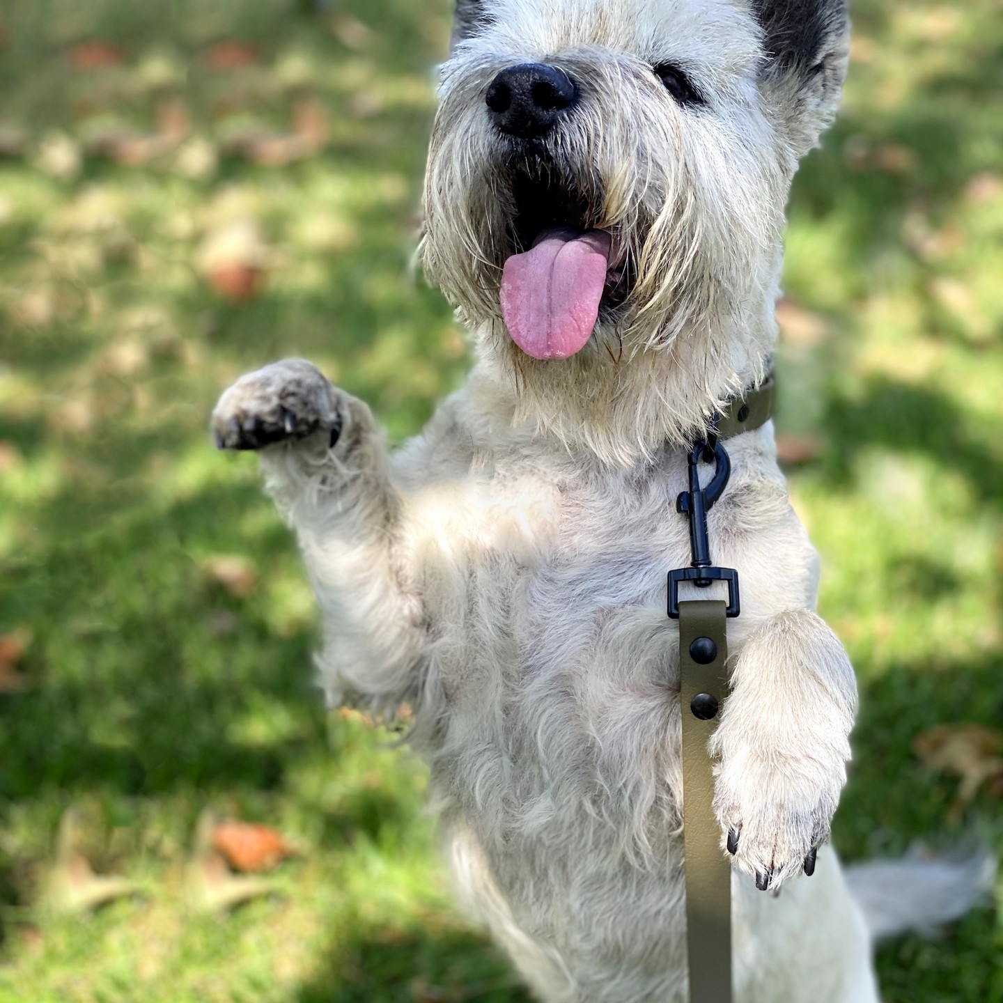 Adonis is rocking our handmade-to-order collar and leash in stunning olive, featuring sleek black-coated hardware. This combo offers a perfect blend of classic elegance and modern style. πΏπ€ #AdonisBarks #ChicDogLife #HandmadeWithLove #StylishCanine #dog #dogs #dogaccessories