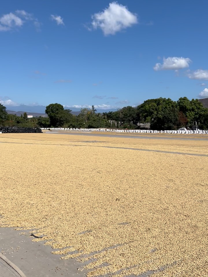 The work behind drying coffee.
El Gigante Coffee Estate, Guatemala.