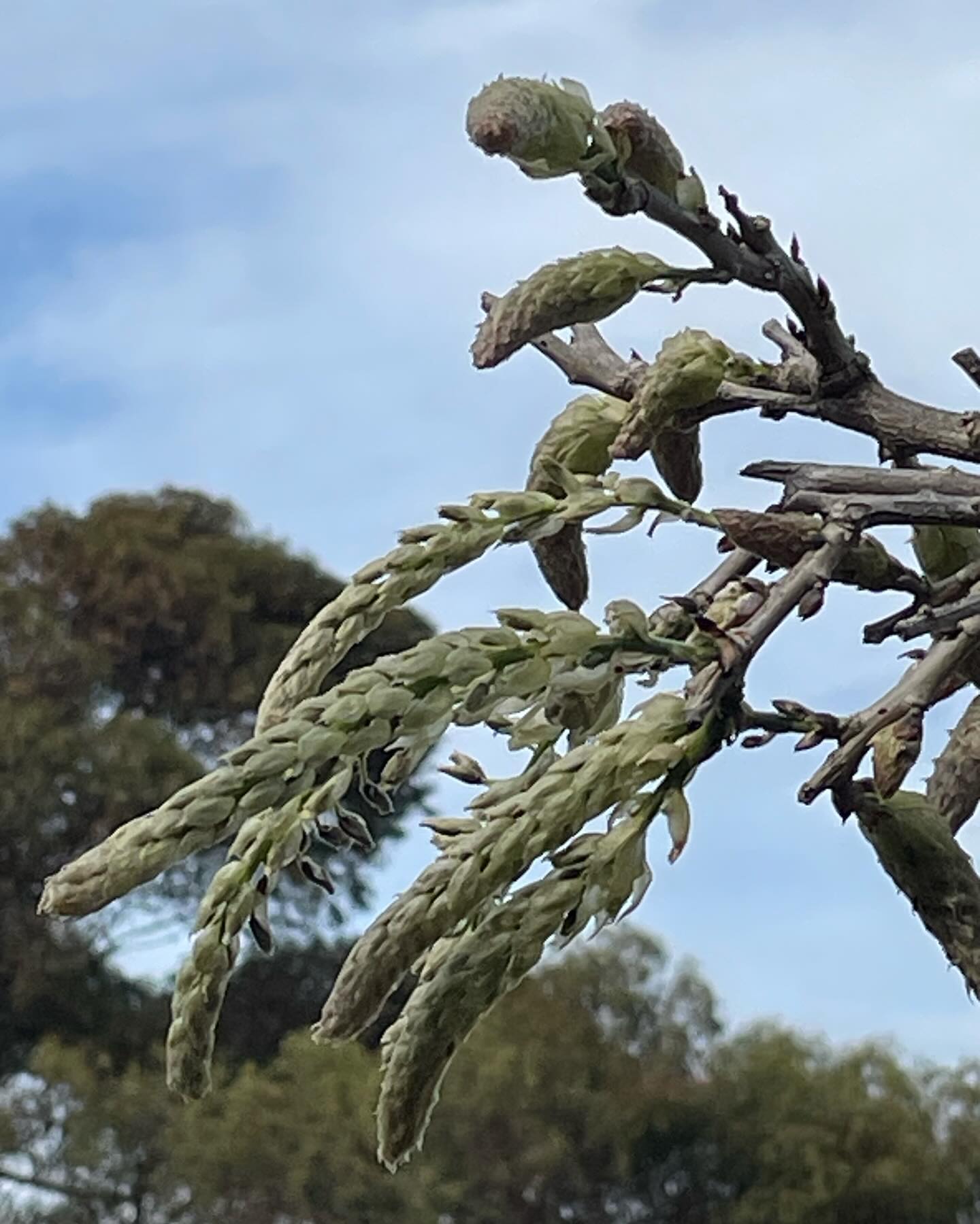 Firstly, thanks to all who visited our garden during the @kynetondaffodilandartsfestival: almost $800 was raised for @thequeensfund to further assist Victorian single women and their children in crisis.
A lot of visitors during the Daffodil Festival asked if our garden will open again when the wisteria along the front (East facing) verandah comes into flower (usually late in the first week of October). Unfortunately, because of guest bookings, we are normally unable to open at this time, but if there is a opportunity we will advertise the opening here: once again all proceeds will go to The Queen’s Fund.
Secondly, there is a lot happening in the garden right now, so over coming days we will post regular images of what’s in flower. Should you happen to be in Ebden Street, Kyneton, a peer over the front gate is unlikely to disappoint! A better option would of course be to book a stay: we do have mid week and late October availability!
Booking enquiries can be made via our website or AirBNB.
@visitmacedonranges
@daylesfordmacedonranges
@piperstkyneton
@airbnb
@nationaltrustvic
#kyneton
#visitkyneton
#kynetonaccommodation
#macedonrangesweddingaccommodation
#macedonrangeselopement
#kynetonelopement
#kynetongarden
#wisteria
#Spring
#oldrectory
#oldrectorygarden
📷 by Anne