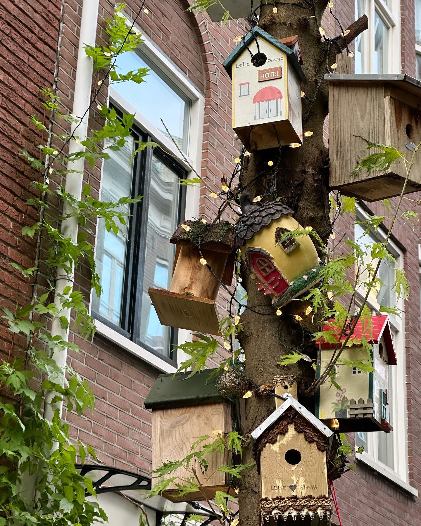 Design details are everywhere in Amsterdam. These beautiful bird houses climbed the entire tree 🌲 in this beautiful street in the Jordaan district.