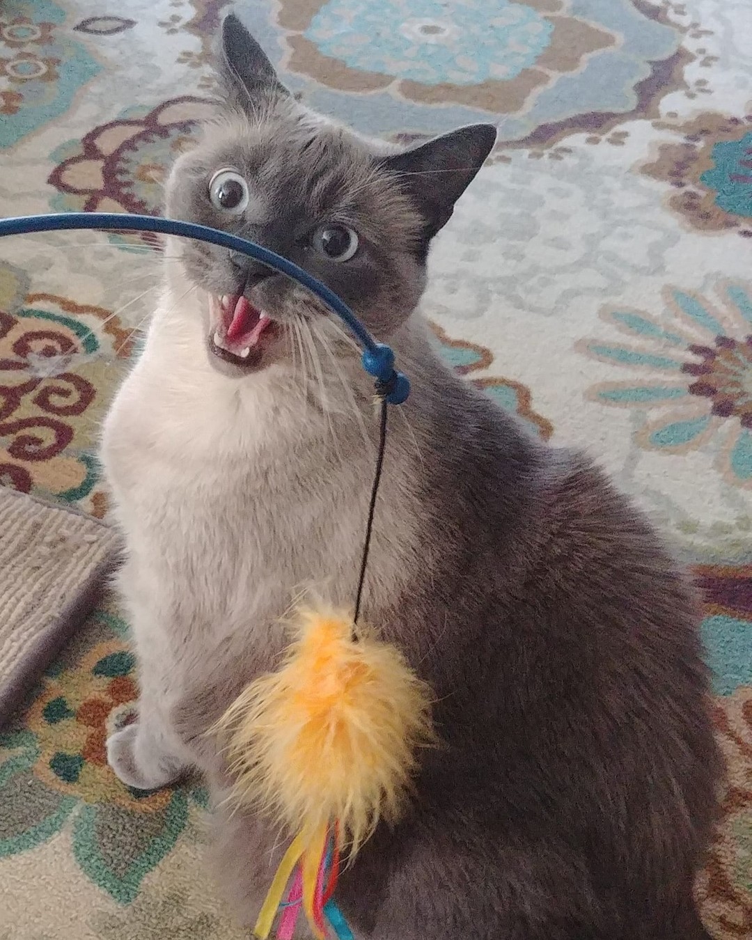 Hey Hooman! Hey!