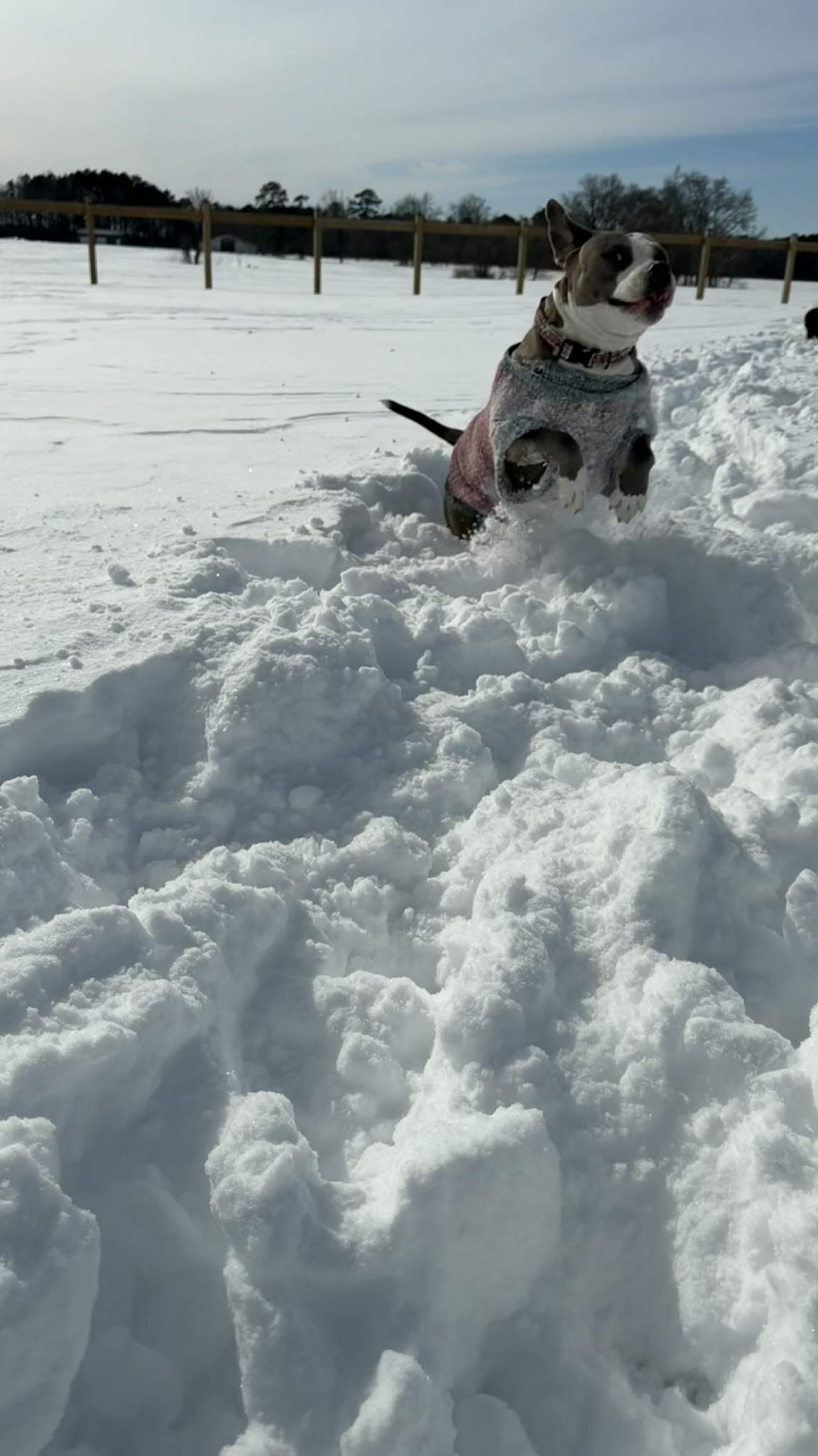 Snow day fun with our fosters! Some enjoyed being outside in the snow and some were happier inside by a warm fire or under a blanket! They surely made the day more fun for their foster families! Fill out an application on our website to add one of these amazing dogs to your family!
#friendsofthepittcountyanimalshelter #pittfriends #adoptdontshop #greenvillenc #rescuedogsofinstagram