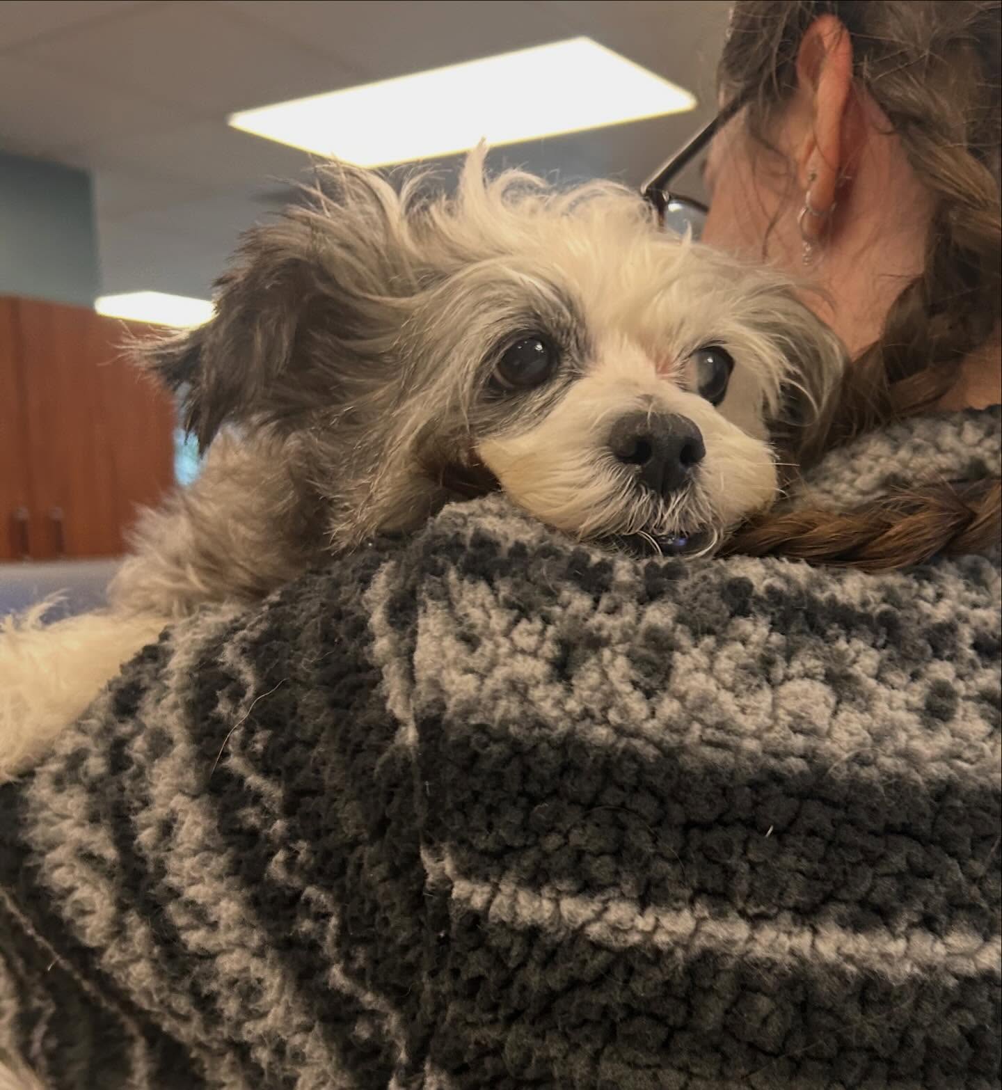 We were all pawsitively in love with Maeby during her initial visit!! Giving her all the kisses she deserves. ❤️ #naturalhealingpetcare #holisticvet #dogkisses #dogcuddles